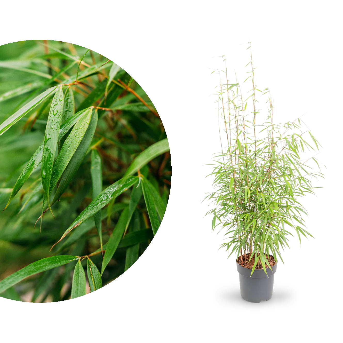 Gartenbambus 'Asian Wonder'