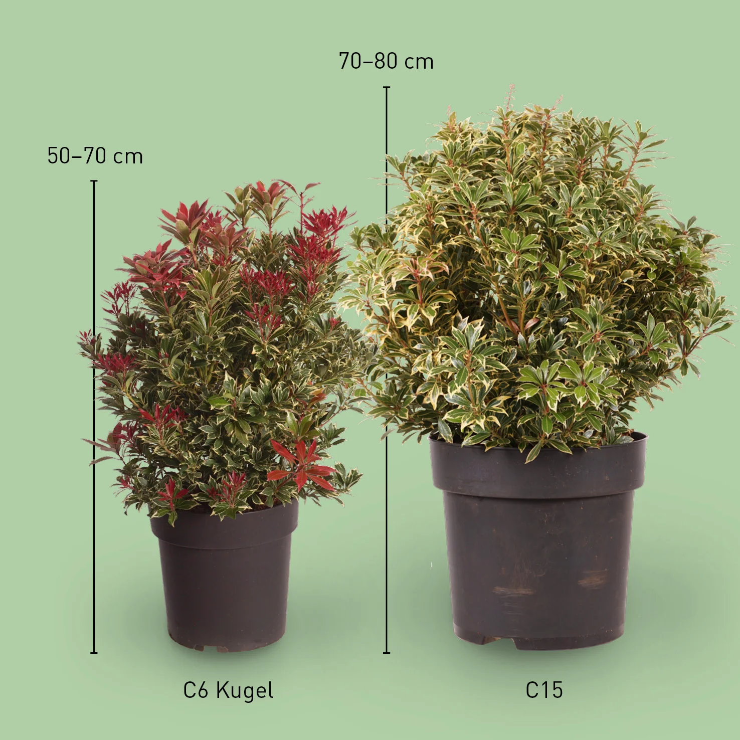 Schattenglöckchen 'Carnaval' Weiß