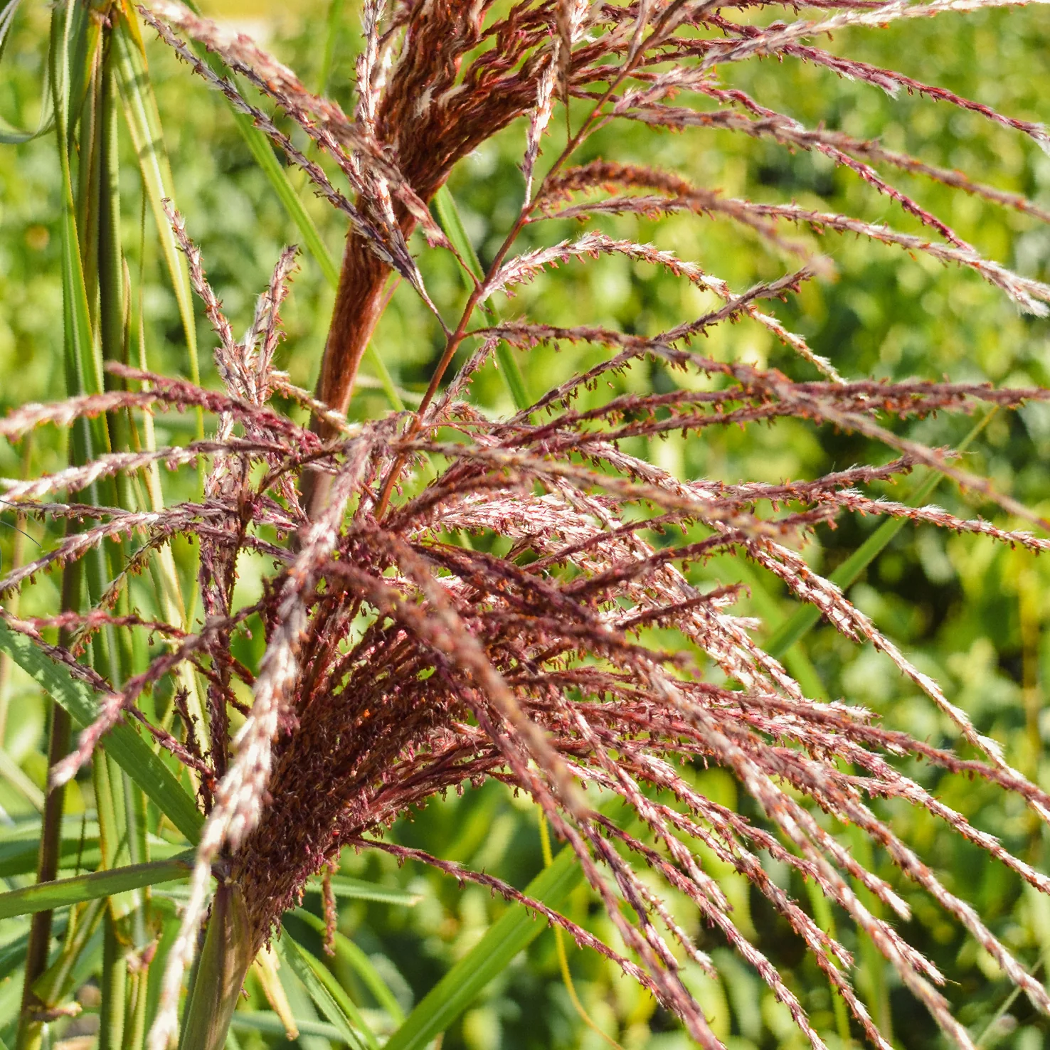 Chinaschilf 'Malepartus'