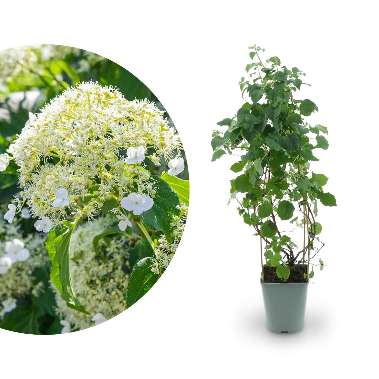 Kletterhortensie Weiß