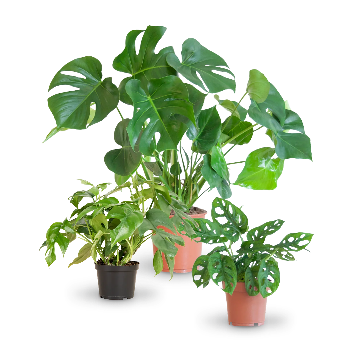 Monstera Liebhaber-Set (3 Stk.)