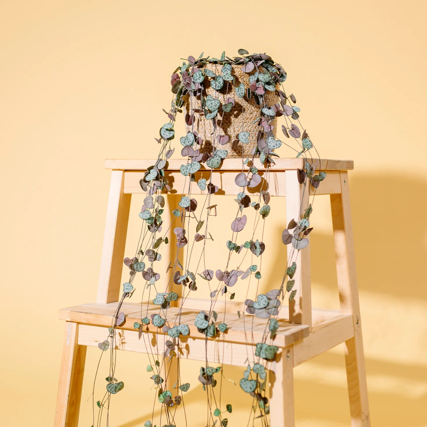 Leuchterblume 'String of Hearts'