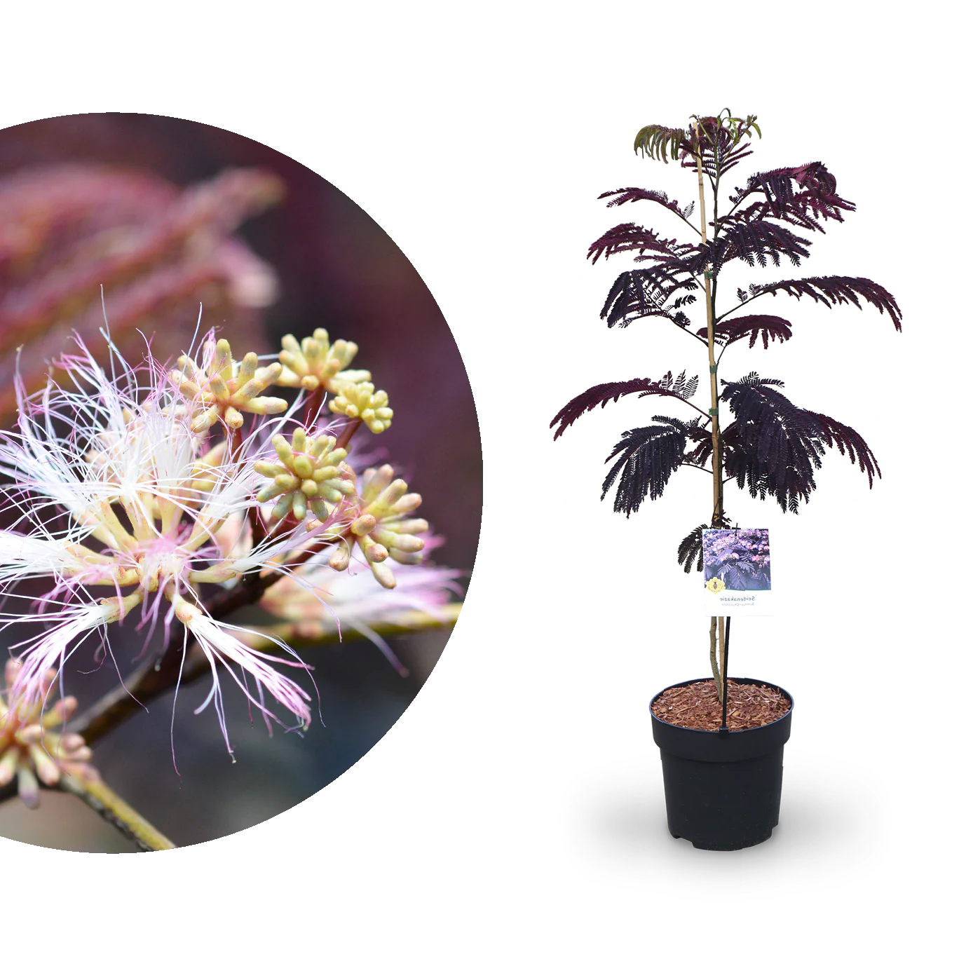 Seidenbaum 'Summer Chocolate' Pink-Rosa