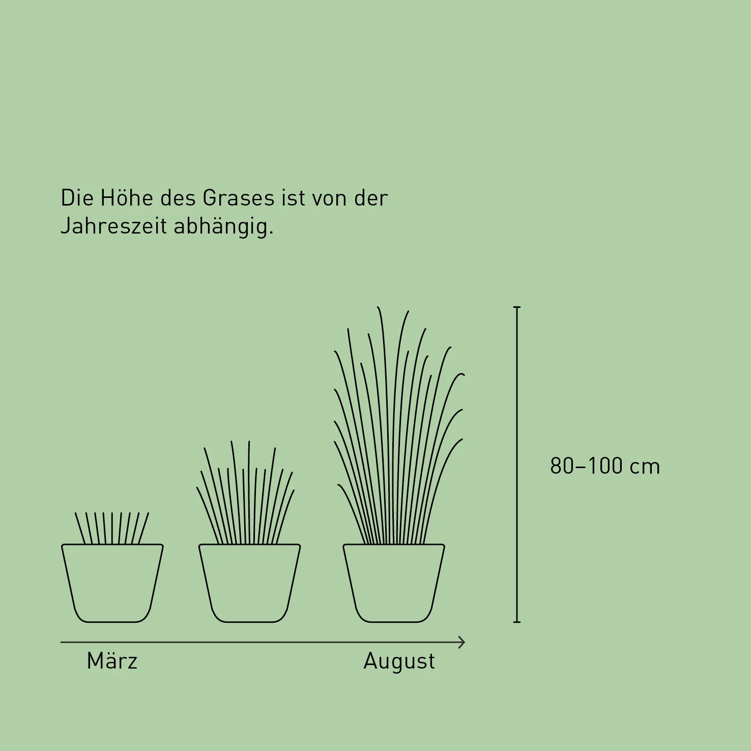 Chinaschilf 'Gracillimus'
