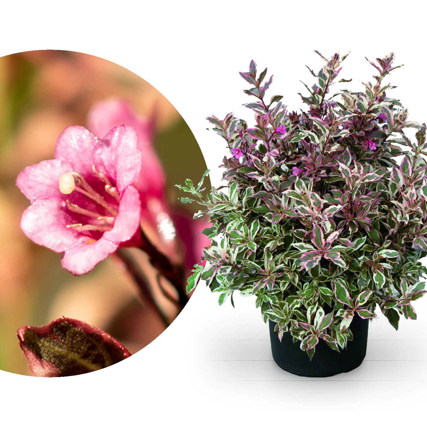 Zwerg-Weigelie 'Monet'® Rosarot