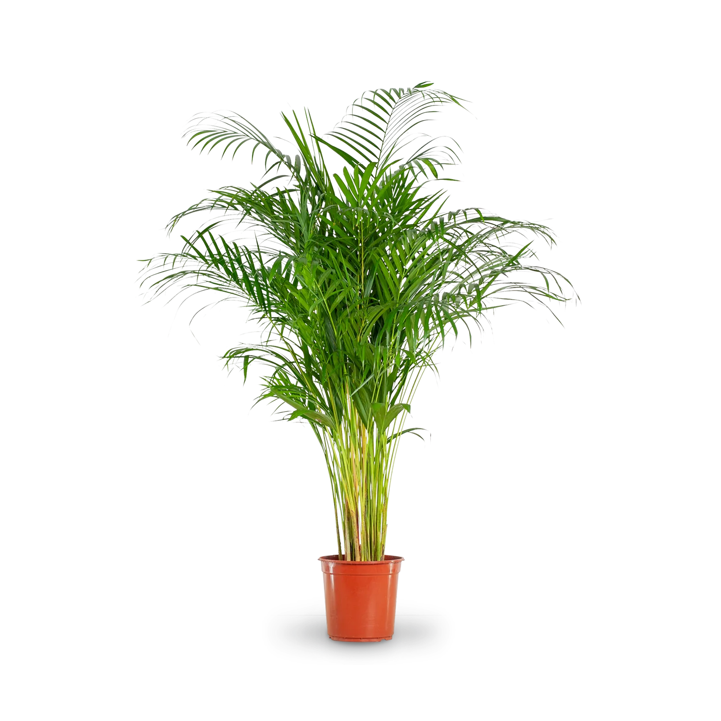 Goldfruchtpalme XXL-Größe