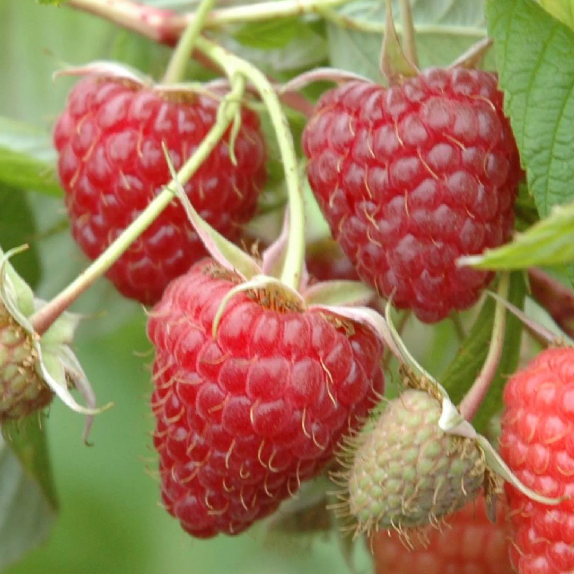 Bio-Himbeere 'Heritage'