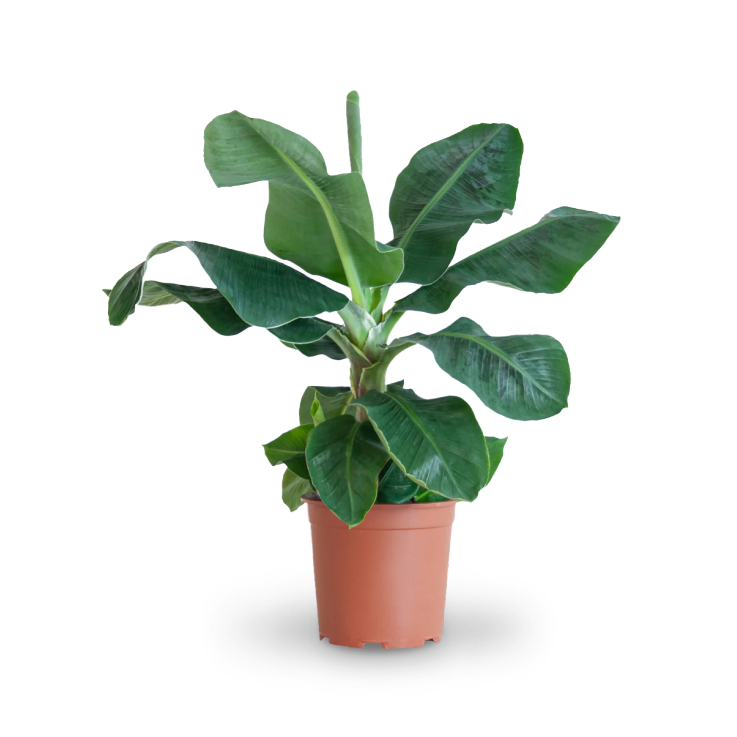 Zwerg-Essbanane 'Dwarf Cavendish'