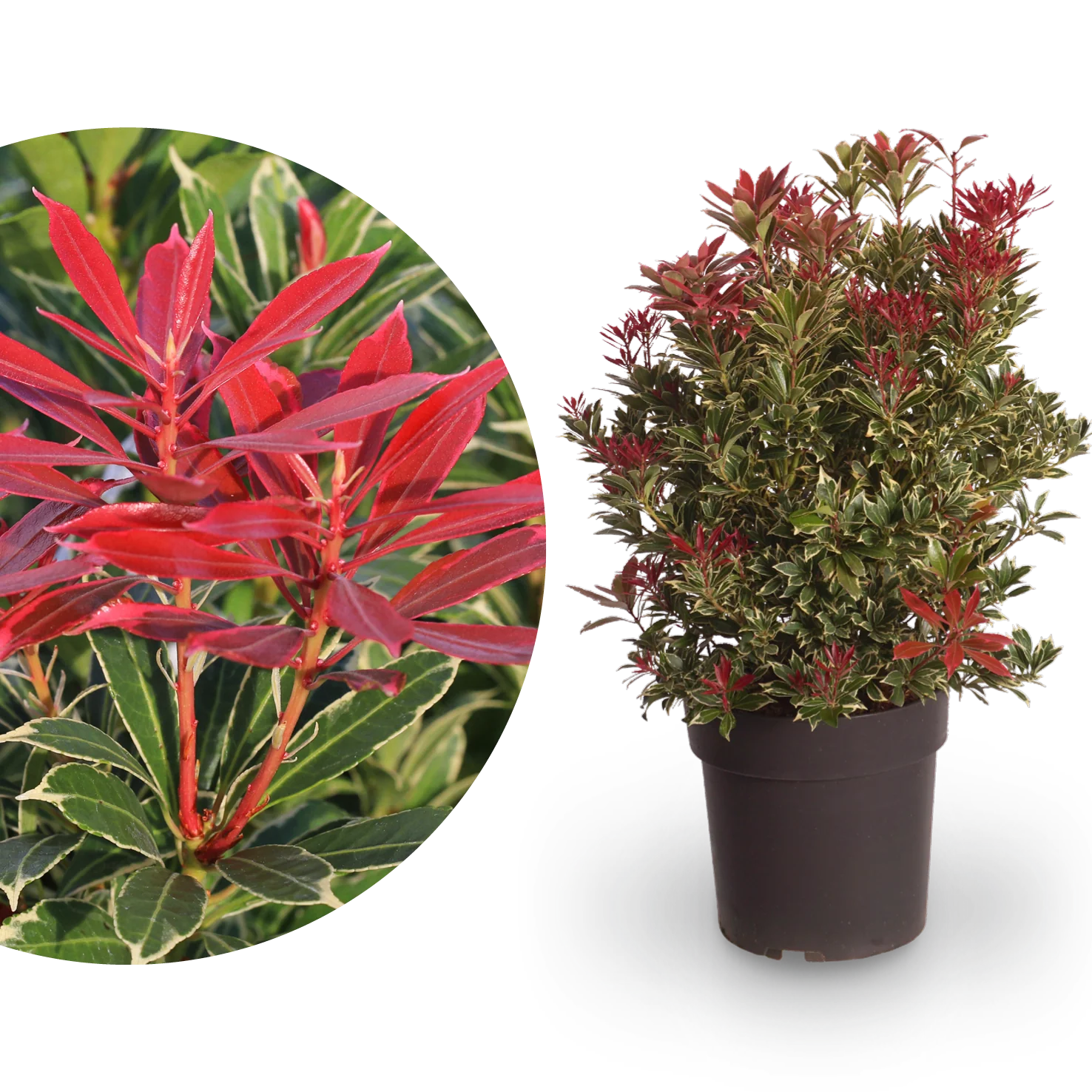 Schattenglöckchen 'Carnaval' Weiß