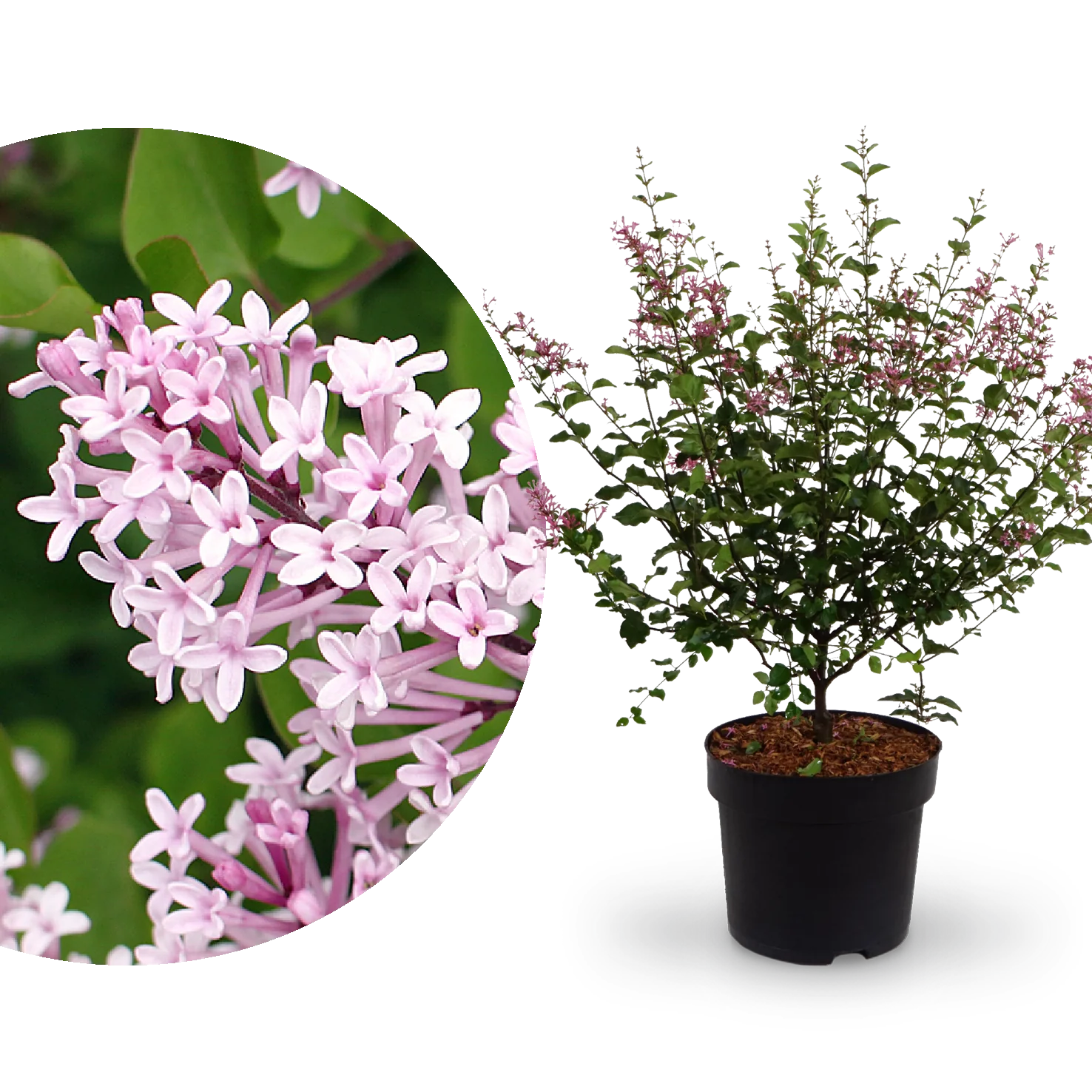 Zwerg-Duftflieder 'Palibin' Hell-lila