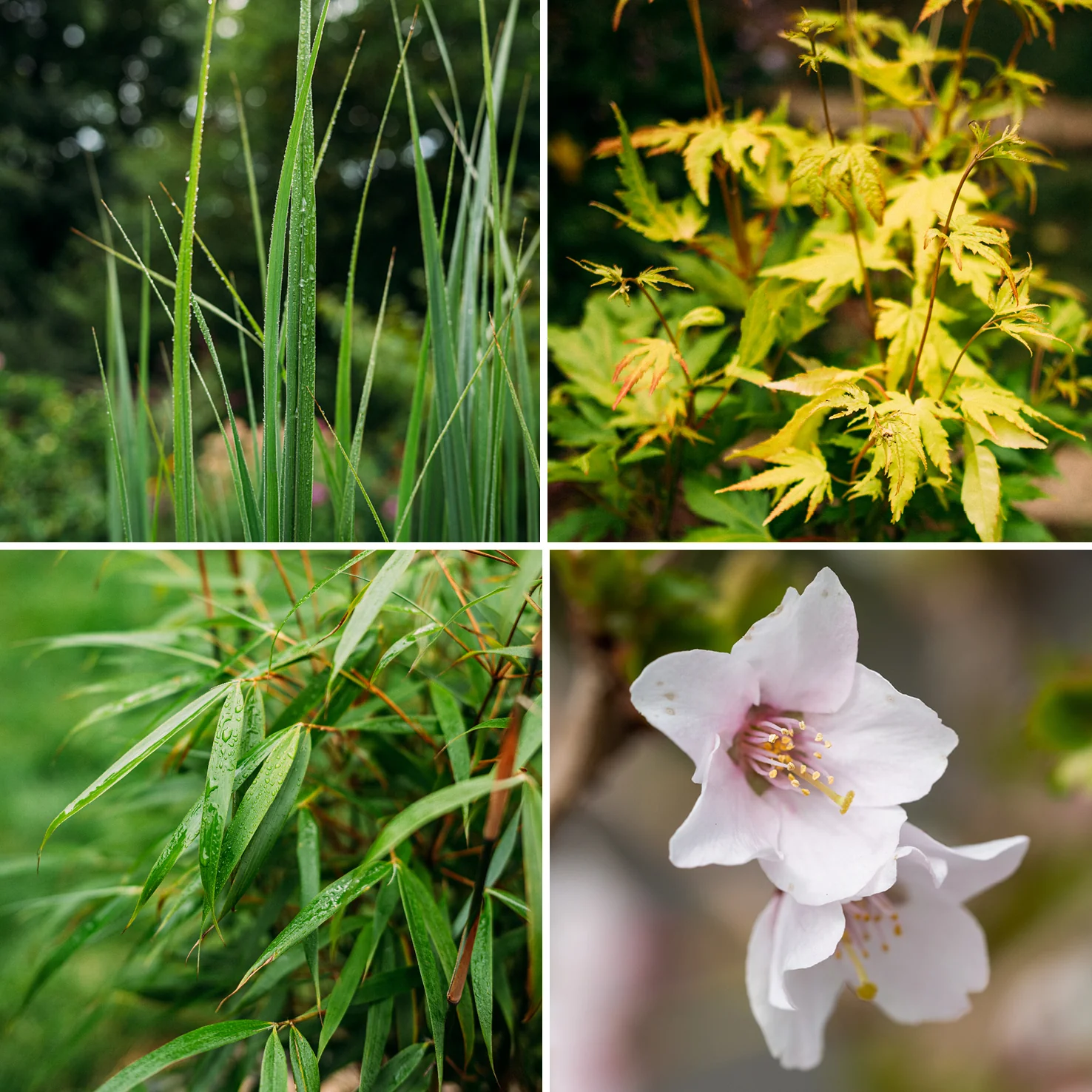 Asiagarten Frisches Grün (4er Set)