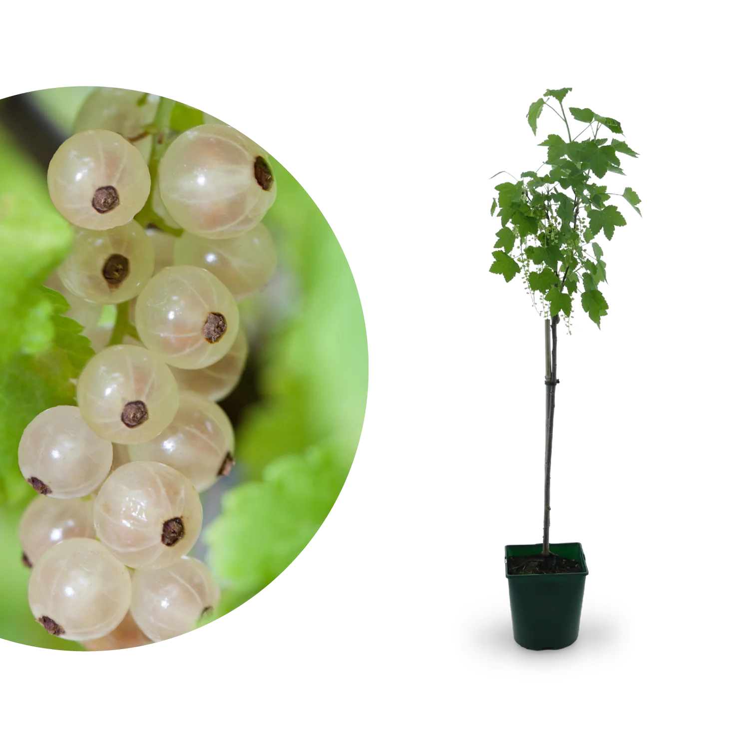 Bio-Johannisbeere 'Weiße Versailler' Hochstamm