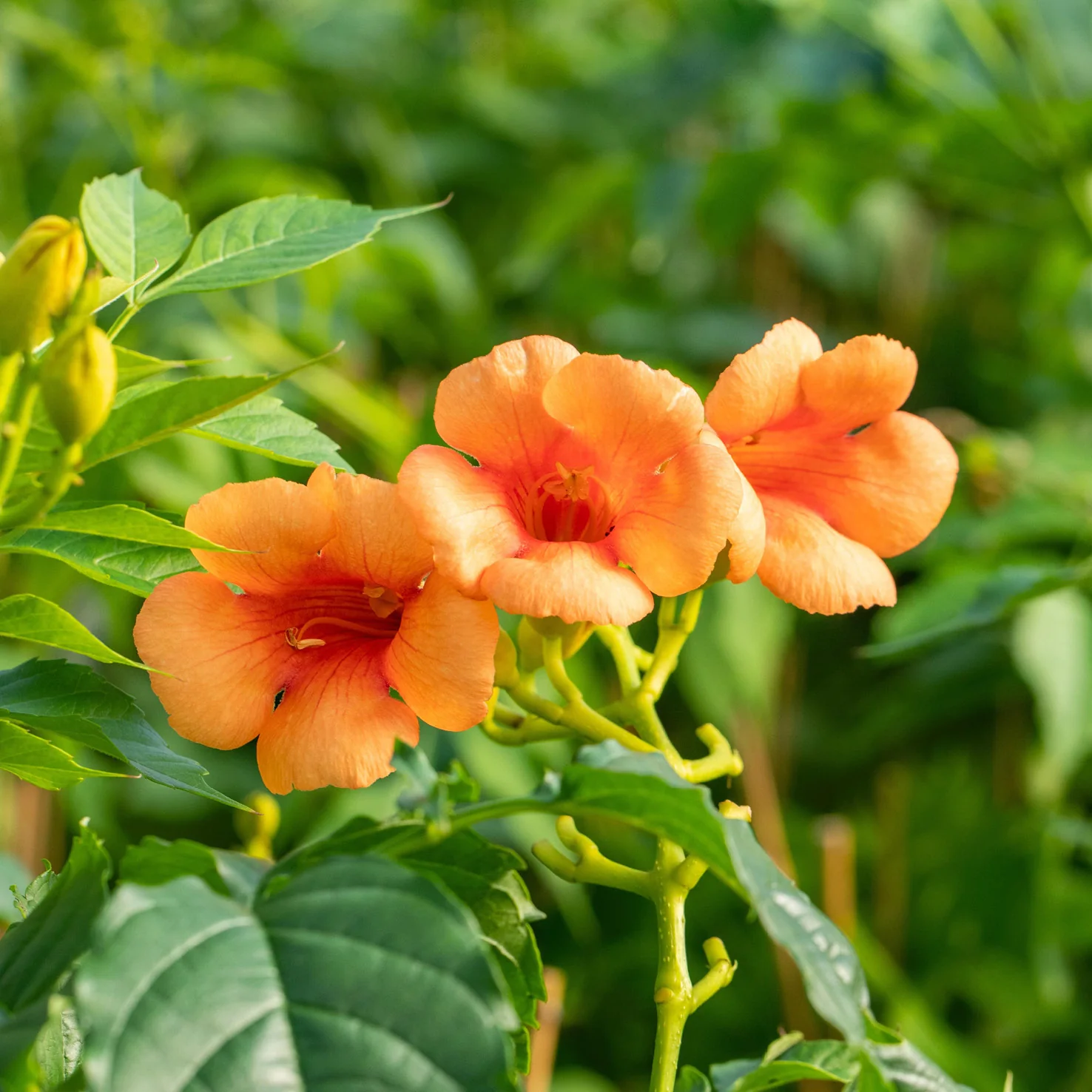 Klettertrompete 'Indian Summer'® Orange-Rot