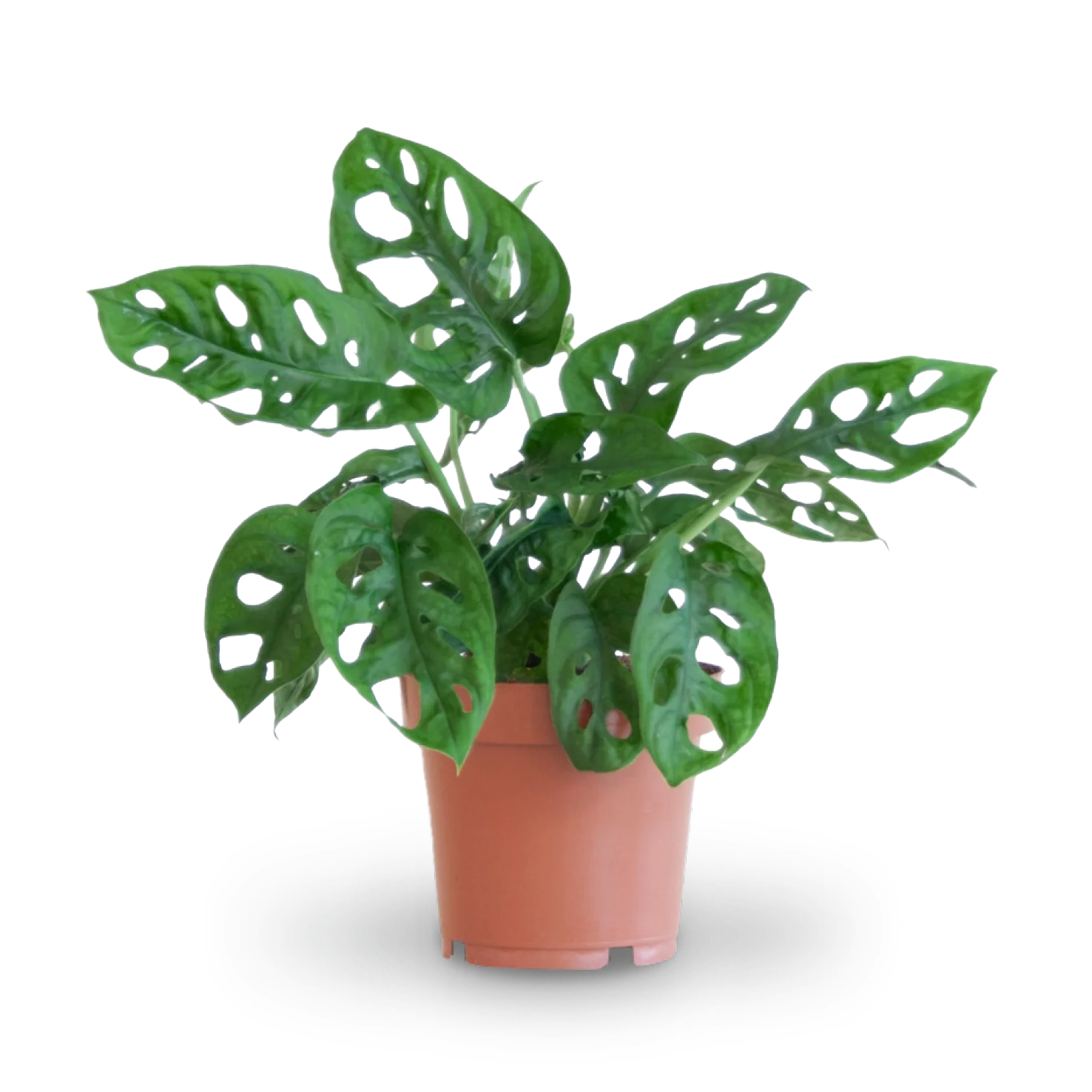 Monstera Monkey Leaf