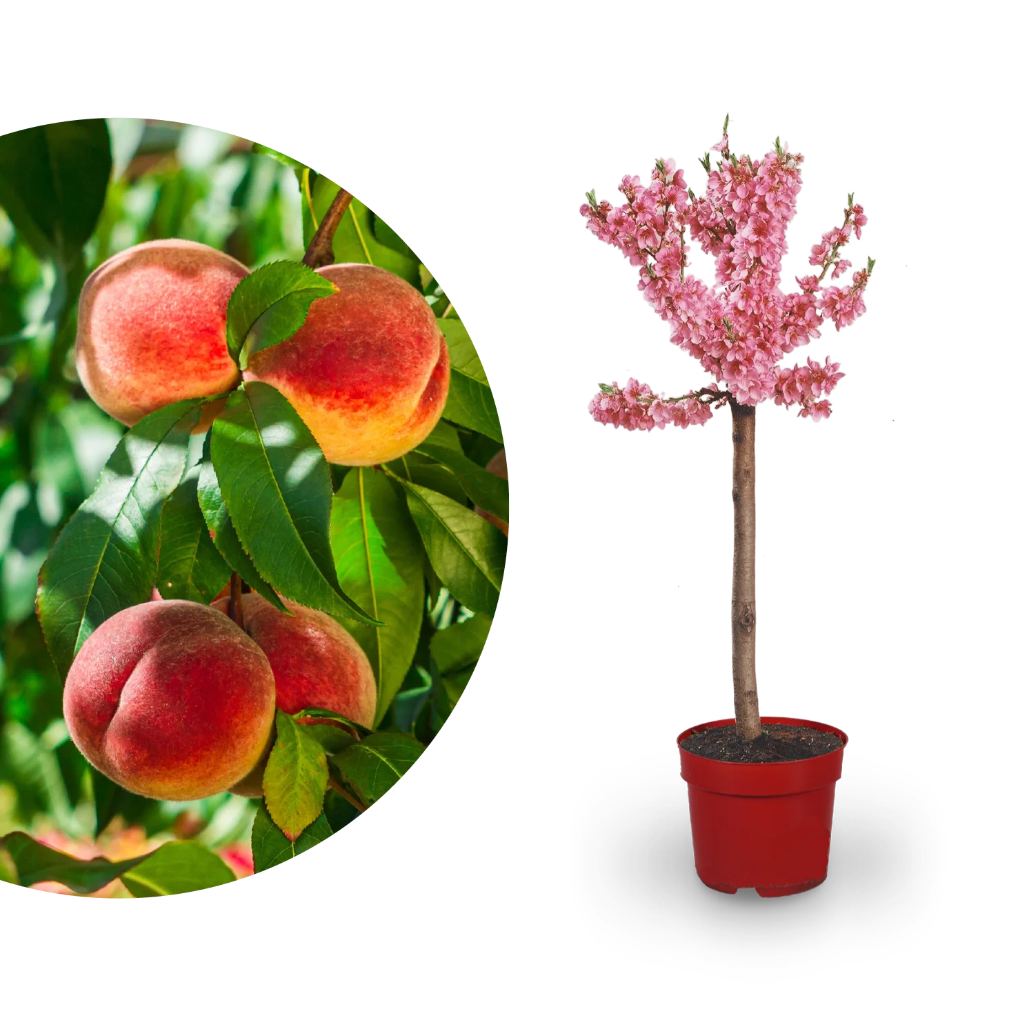 Bio-Zwerg-Pfirsich 'Bonanza'