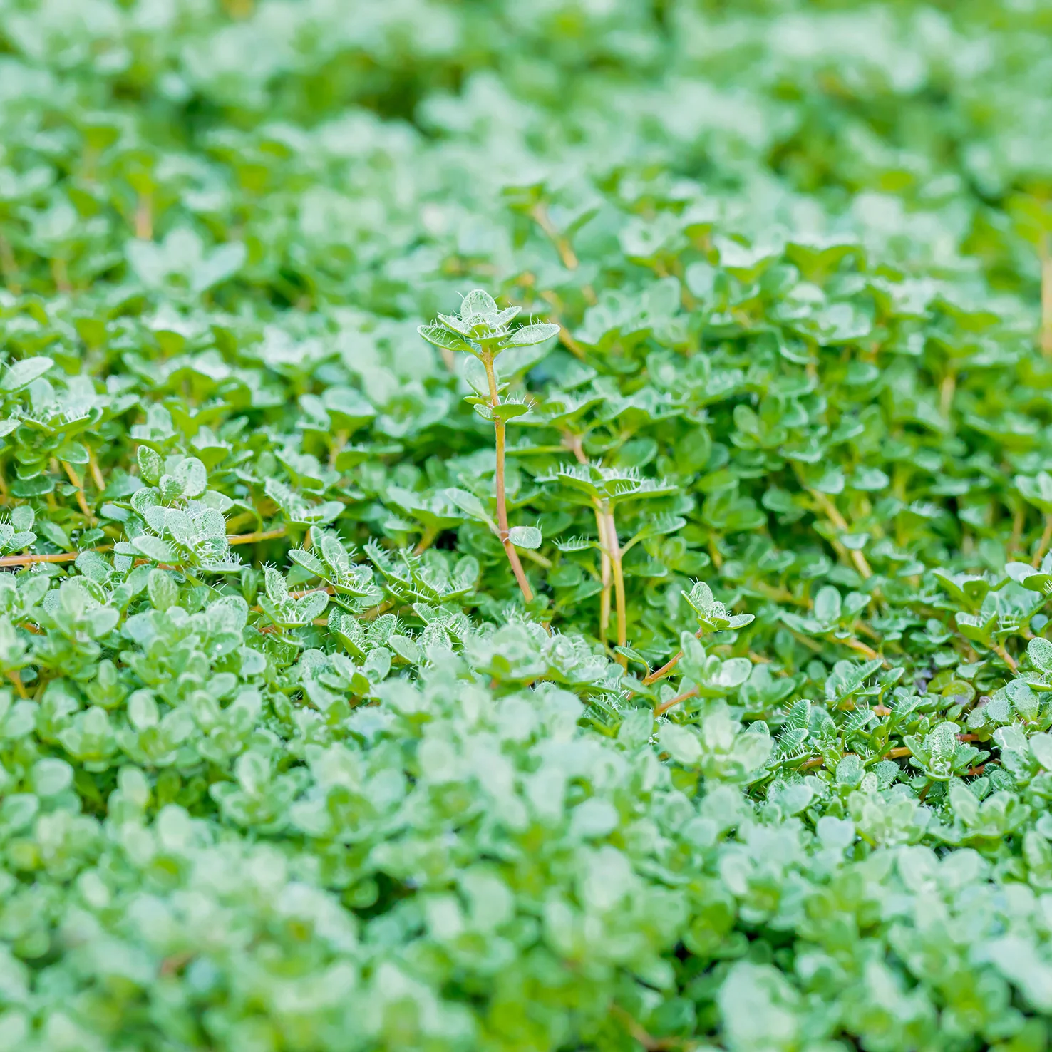 Zwerg-Thymian 'Minor' (Mehrfach-Set)