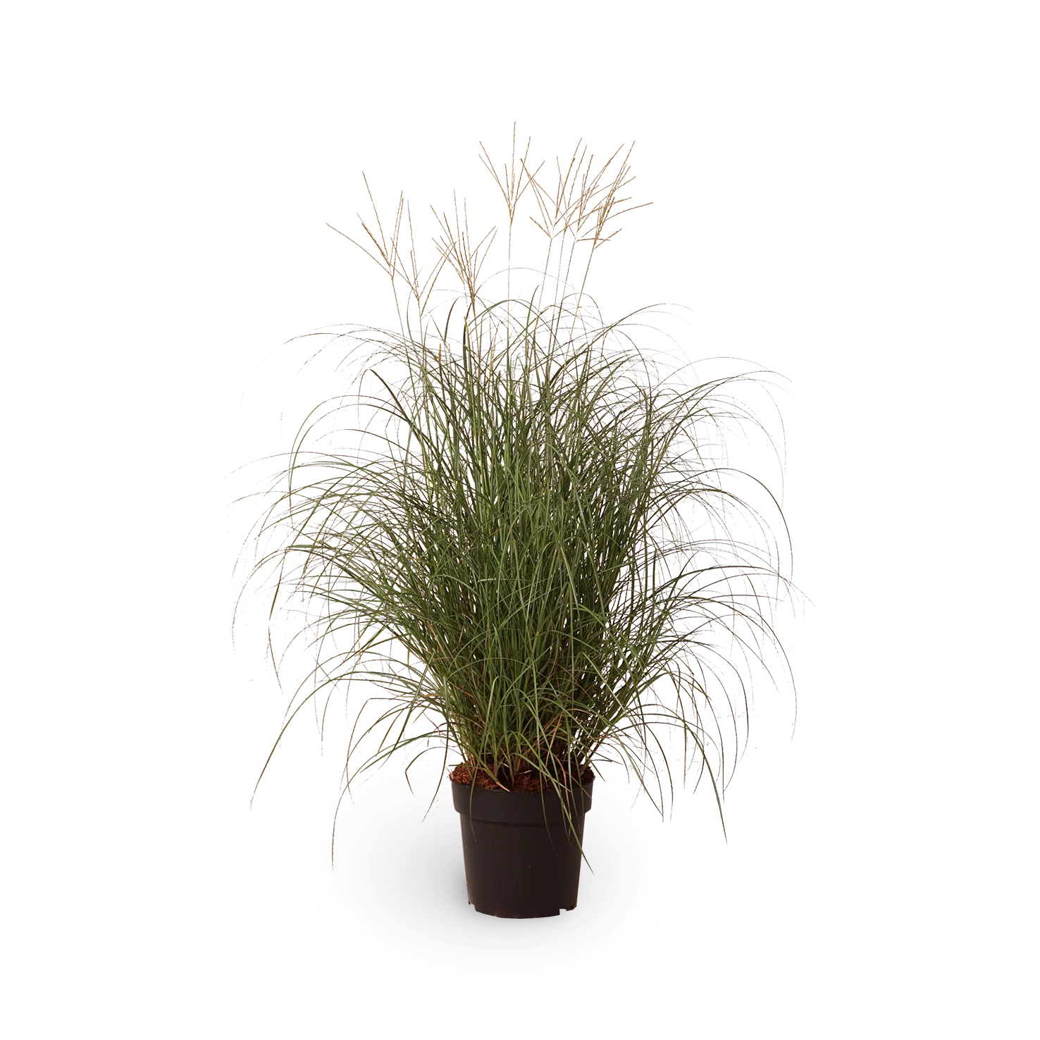 Zwerg-Chinaschilf 'Adagio'