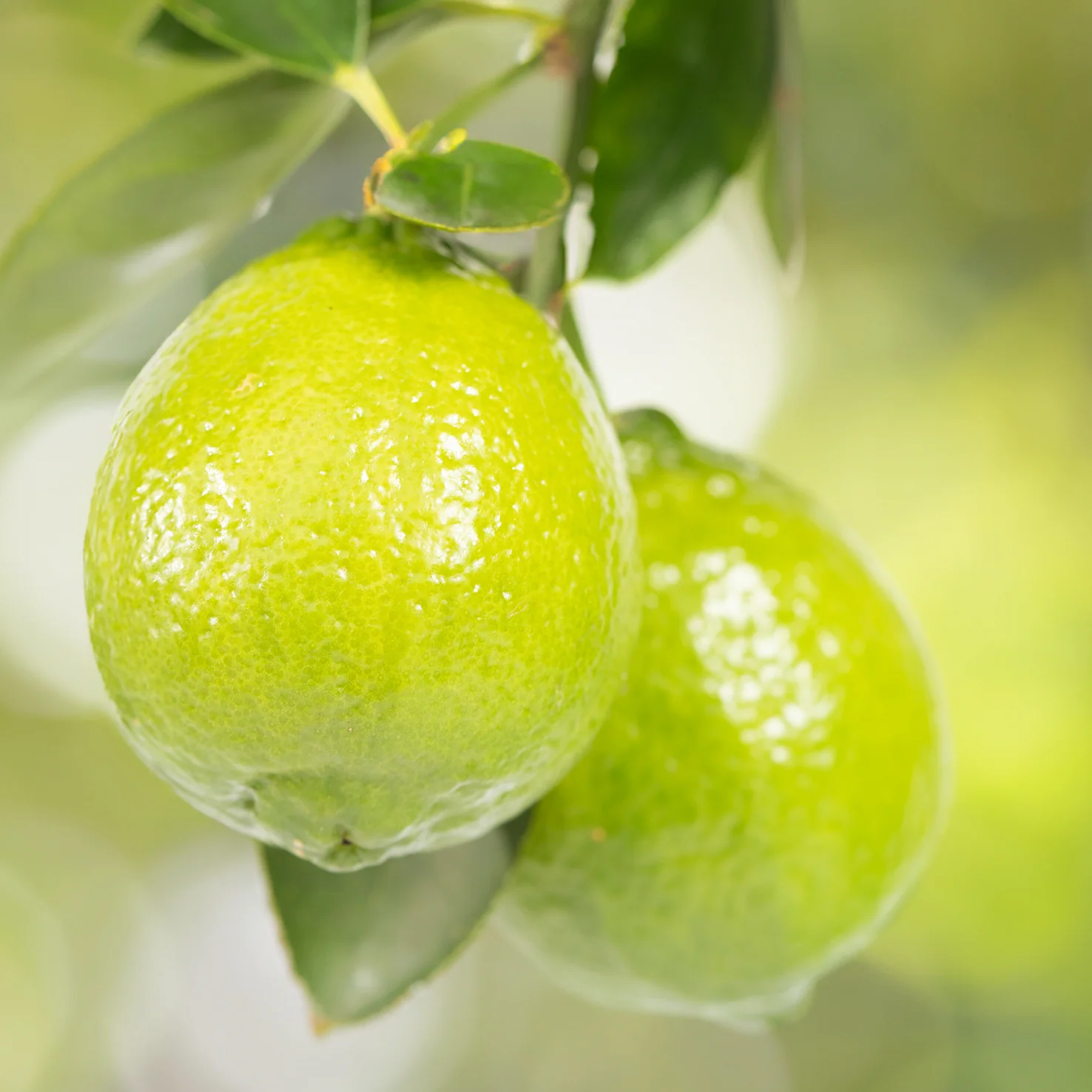Persische Limette LIME TIME®
