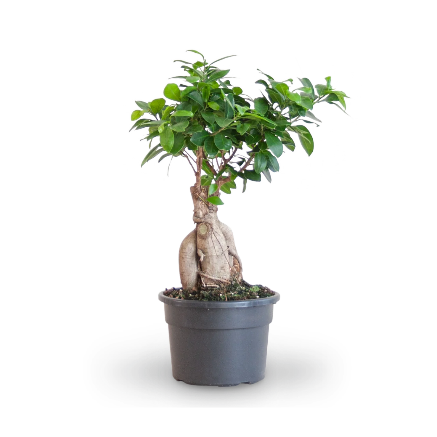Ficus 'Ginseng' Bonsai