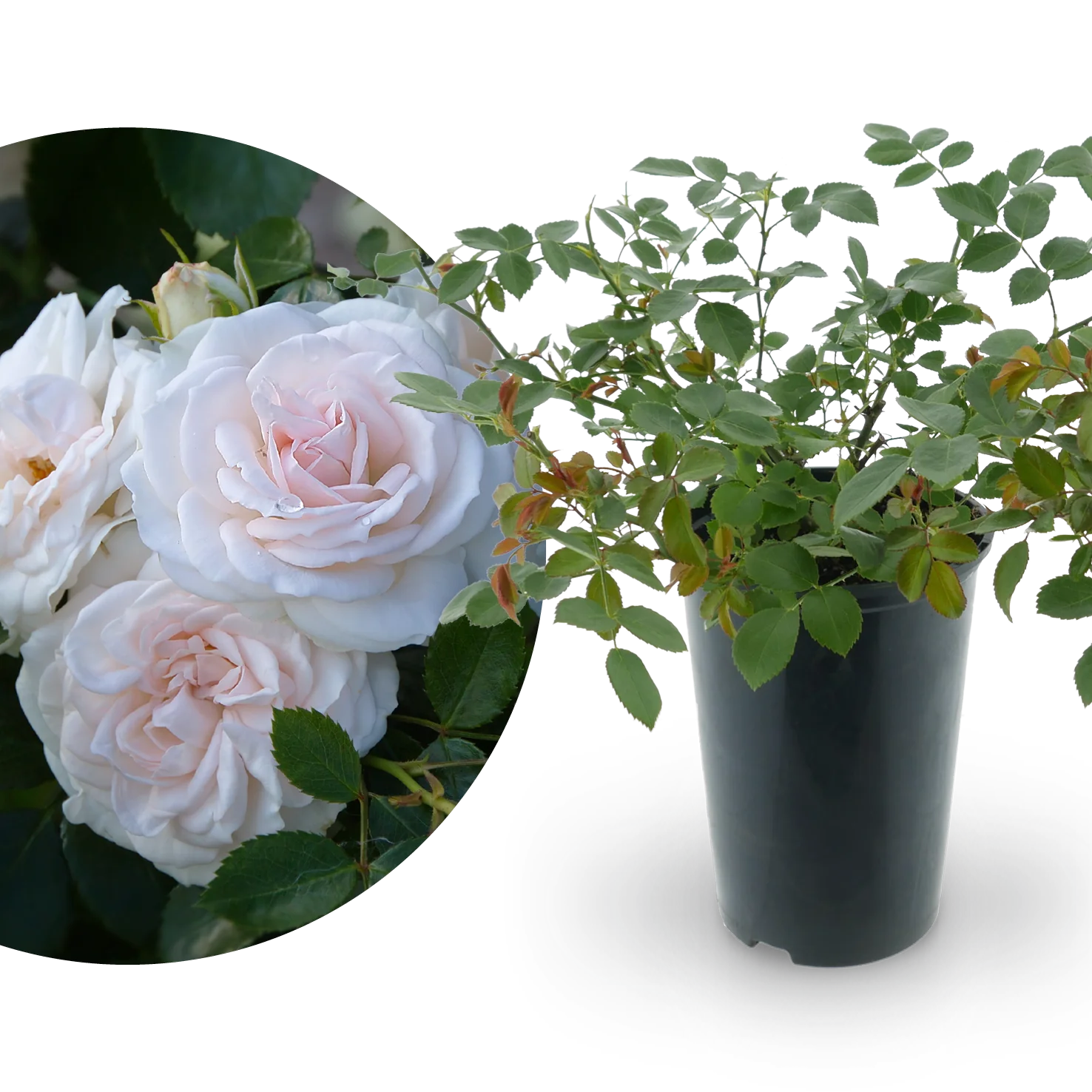 Beetrose 'Aspirin'® Weiß