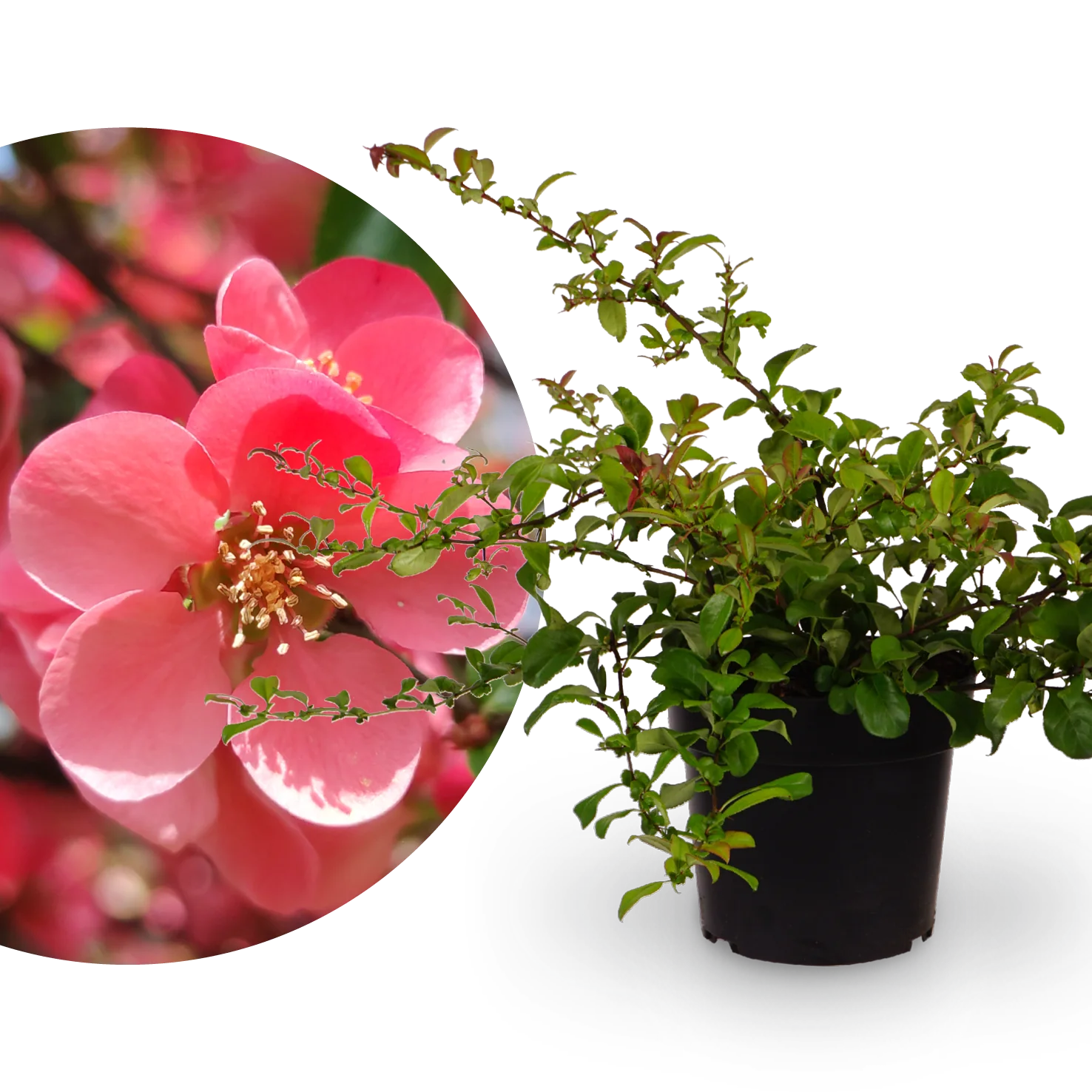 Zierquitte 'Pink Lady' Dunkelrosa