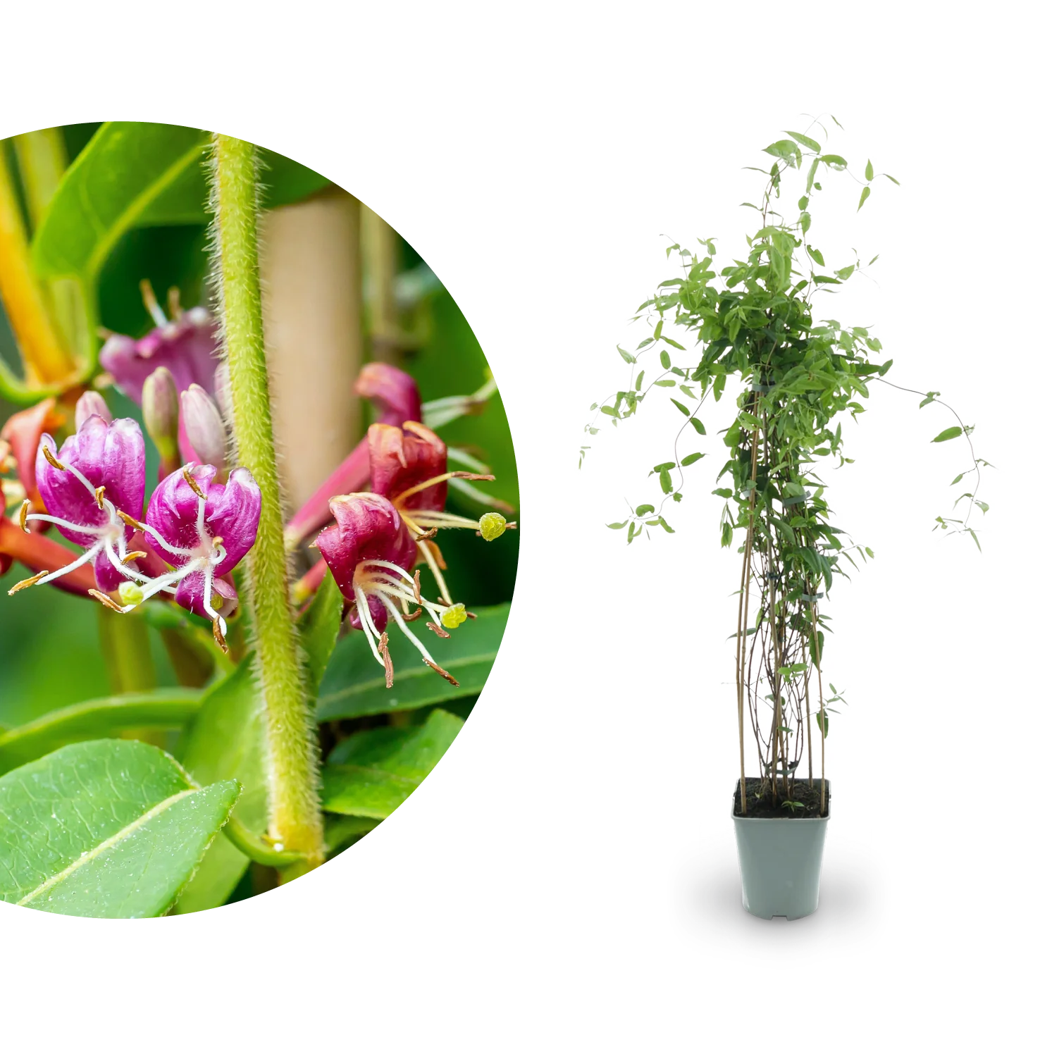 Immergrünes Geißblatt Gelb-Rot