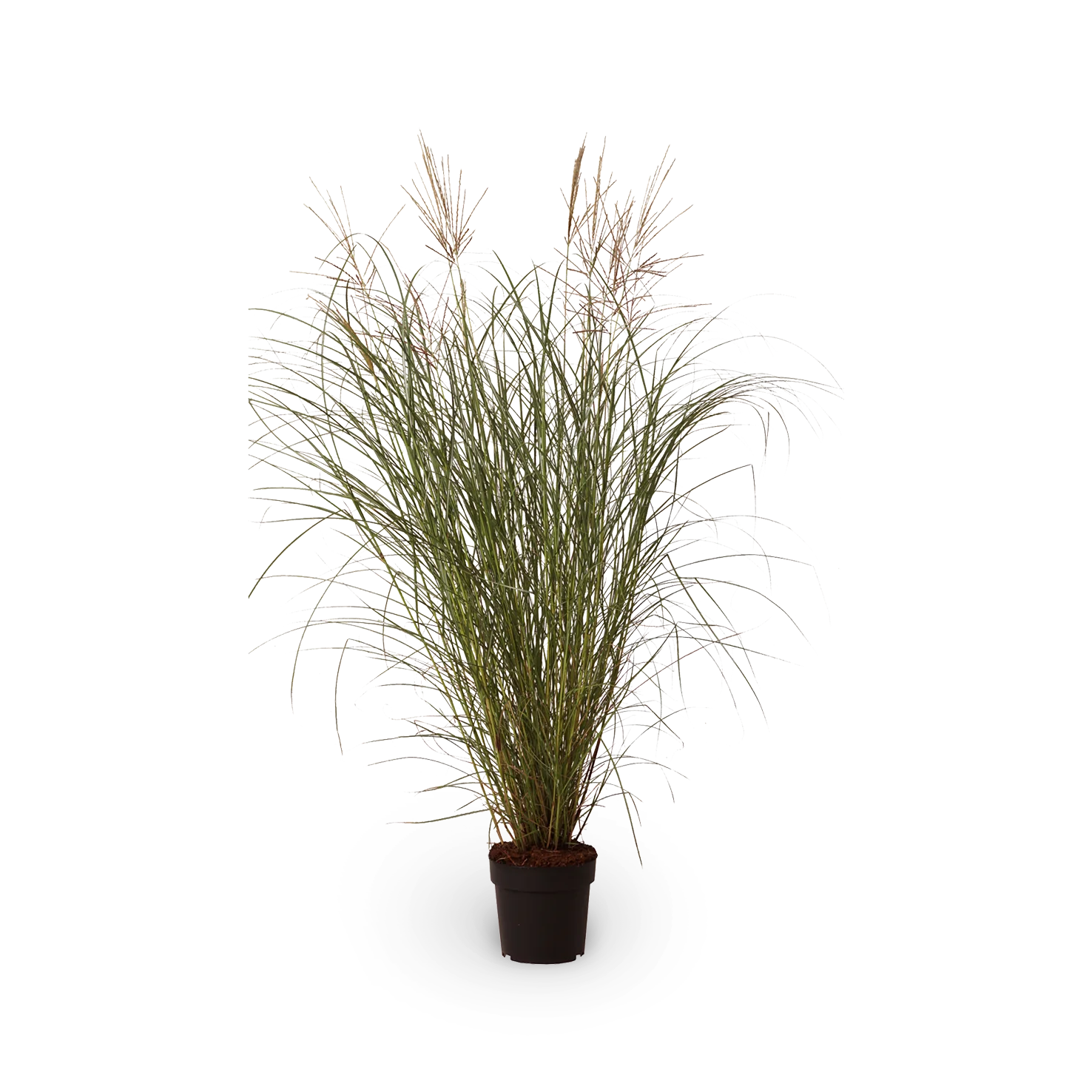 Chinaschilf 'Kleine Fontäne'