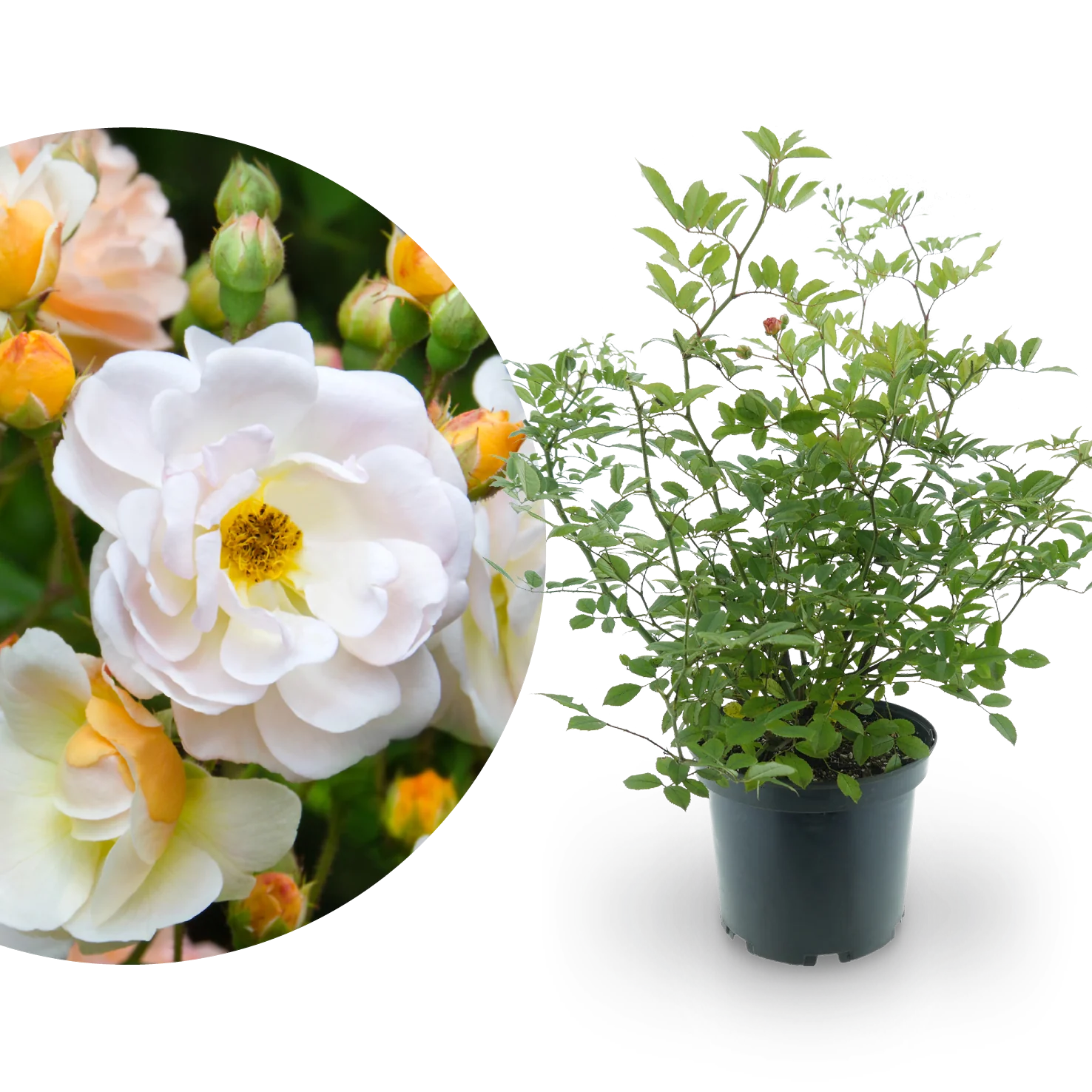 Ramblerrose 'Ghislaine de Feligonde' Zartgelb