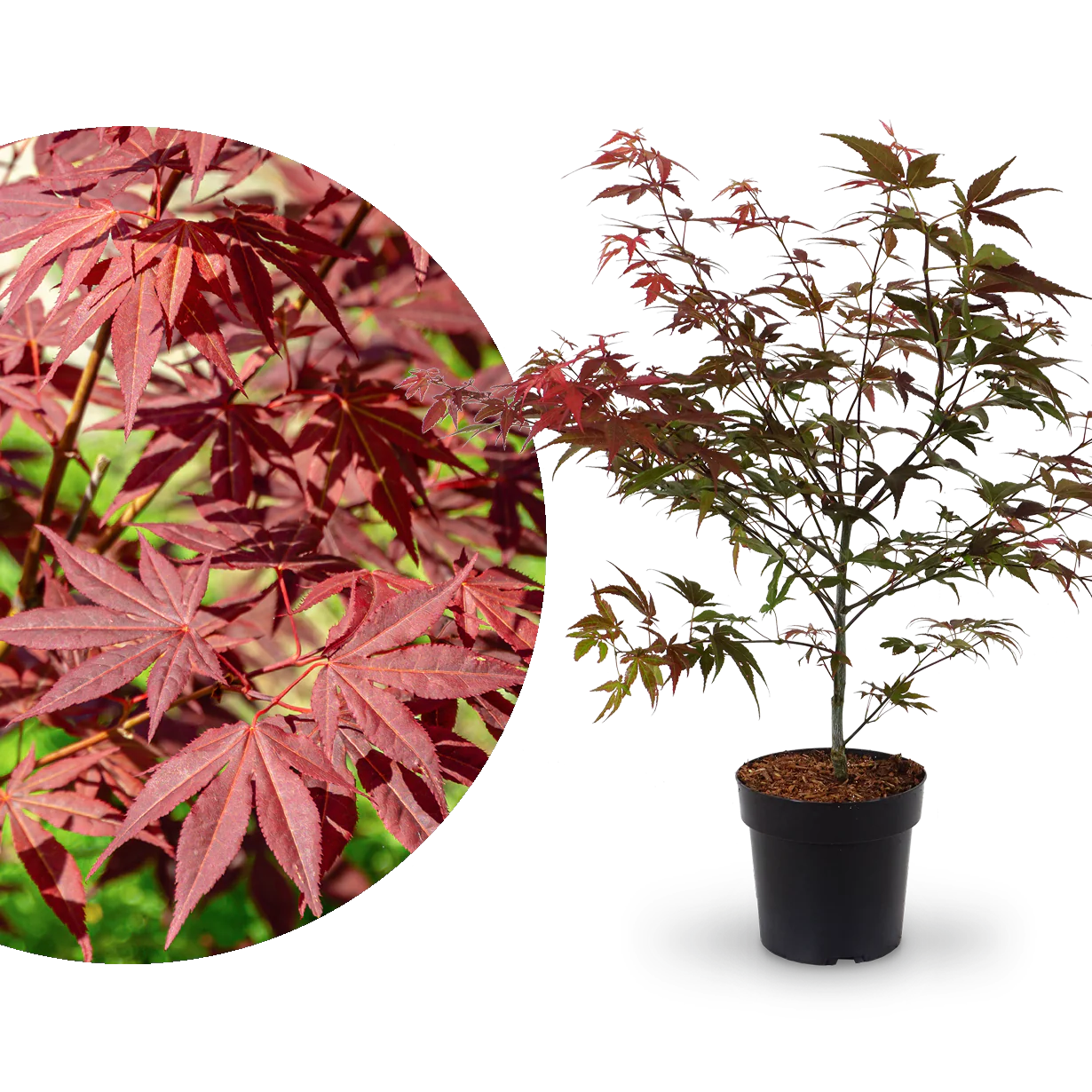 Roter Fächer-Ahorn 'Atropurpureum'