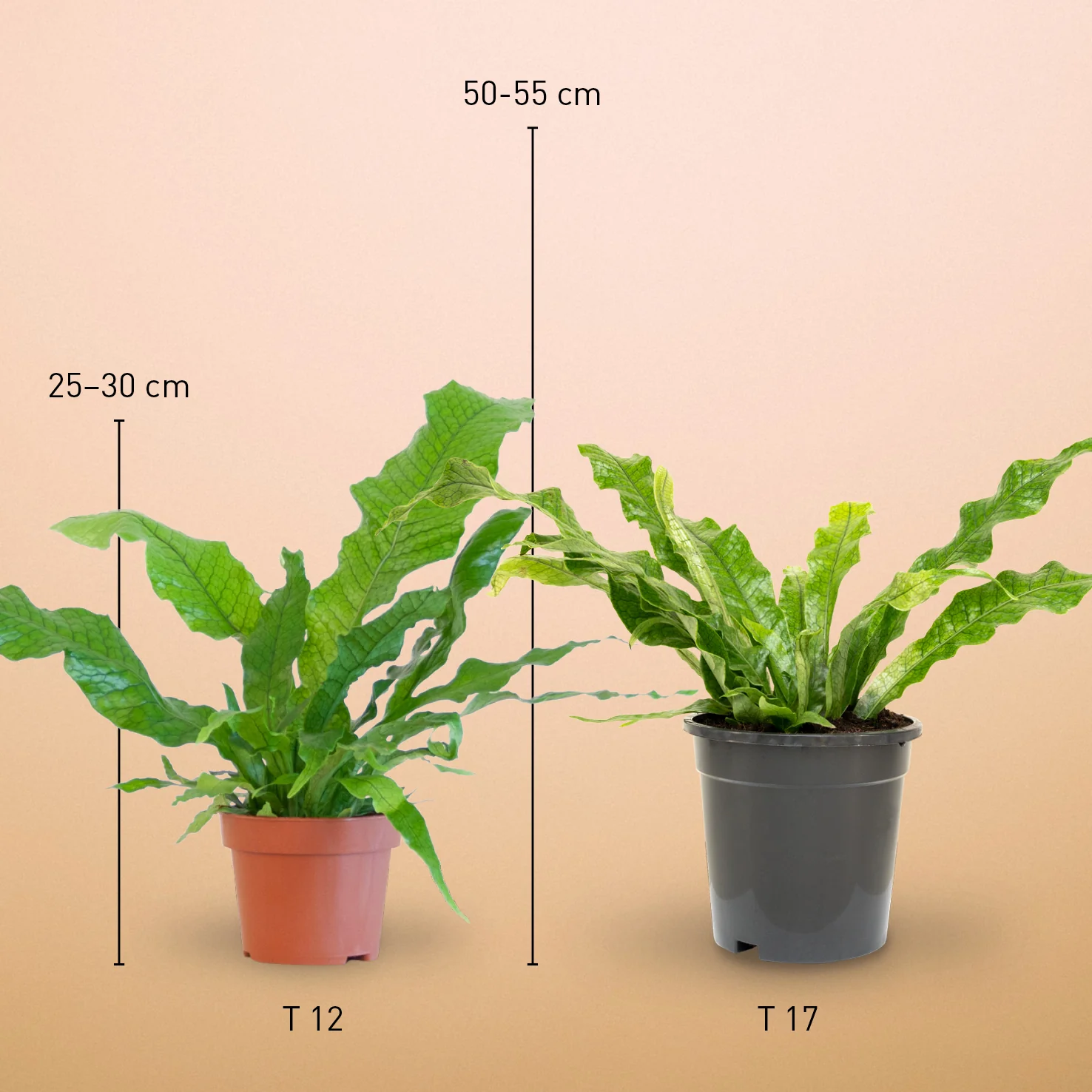 Krokodilfarn 'Crocodyllus'