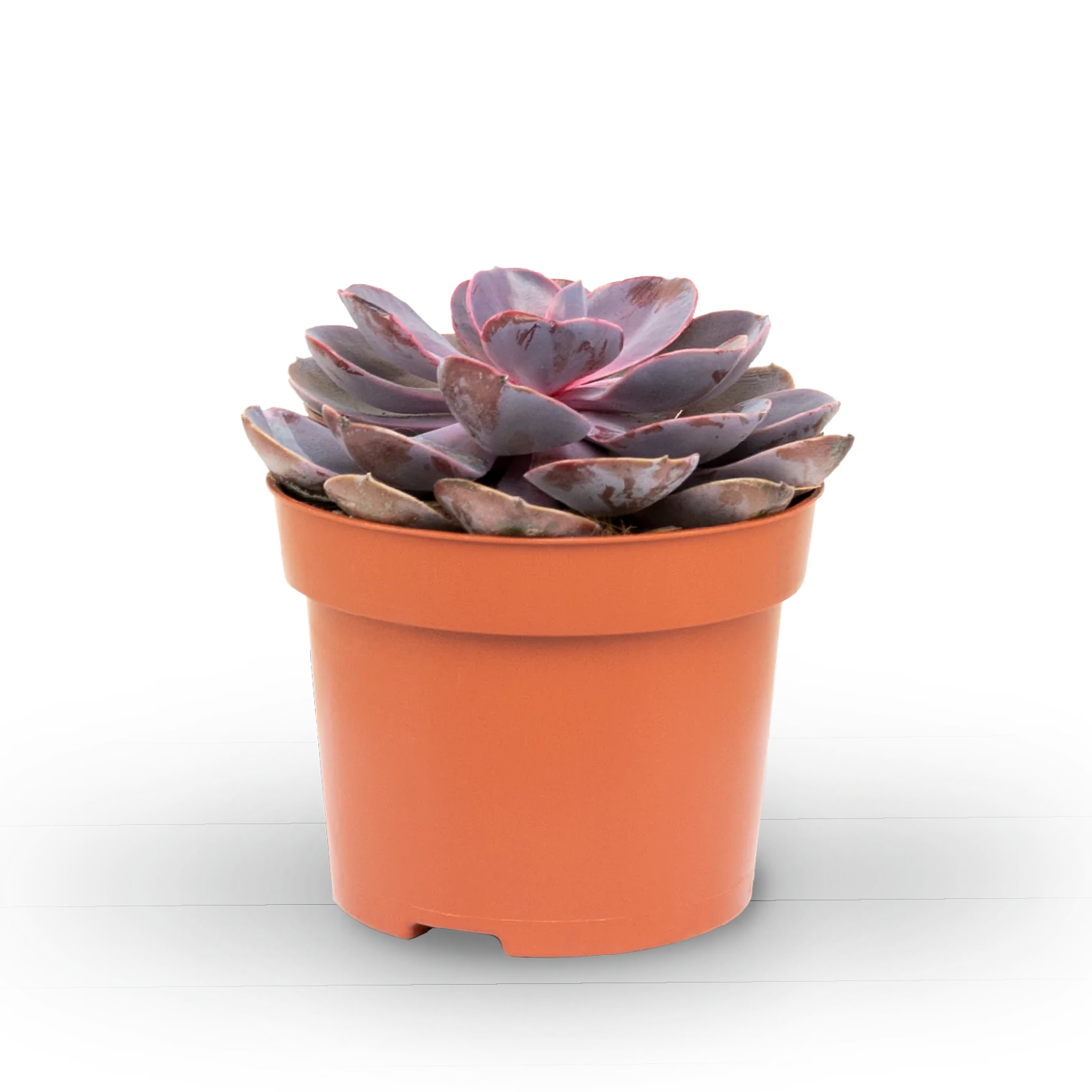 Echeveria 'Purple Pearl'
