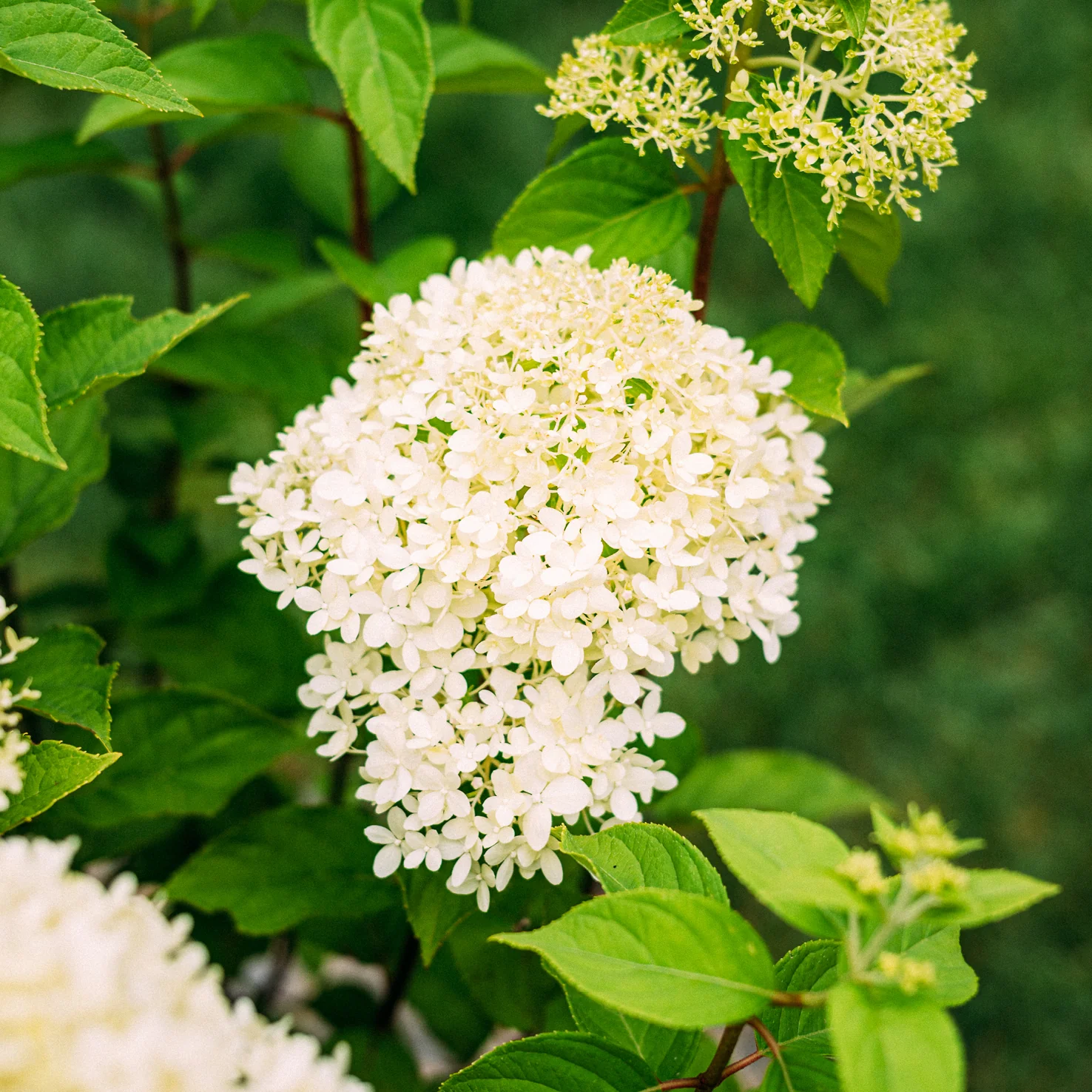 Rispenhortensie 'Limelight'®