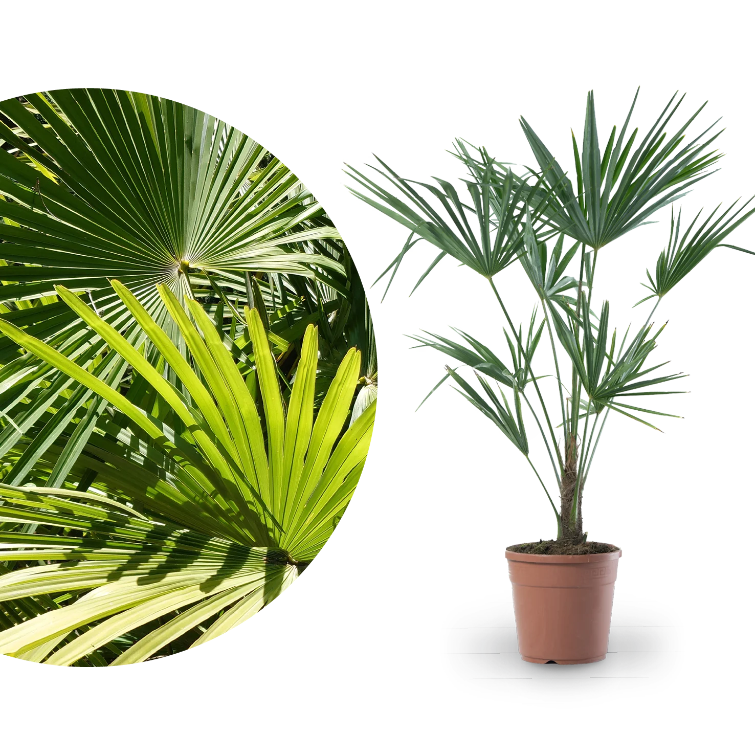 Chinesische Hanfpalme