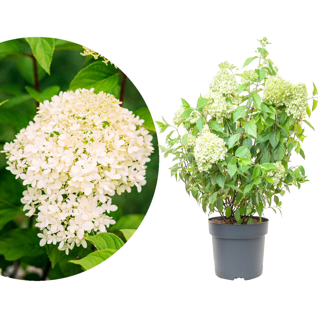 Rispenhortensie 'Limelight'®