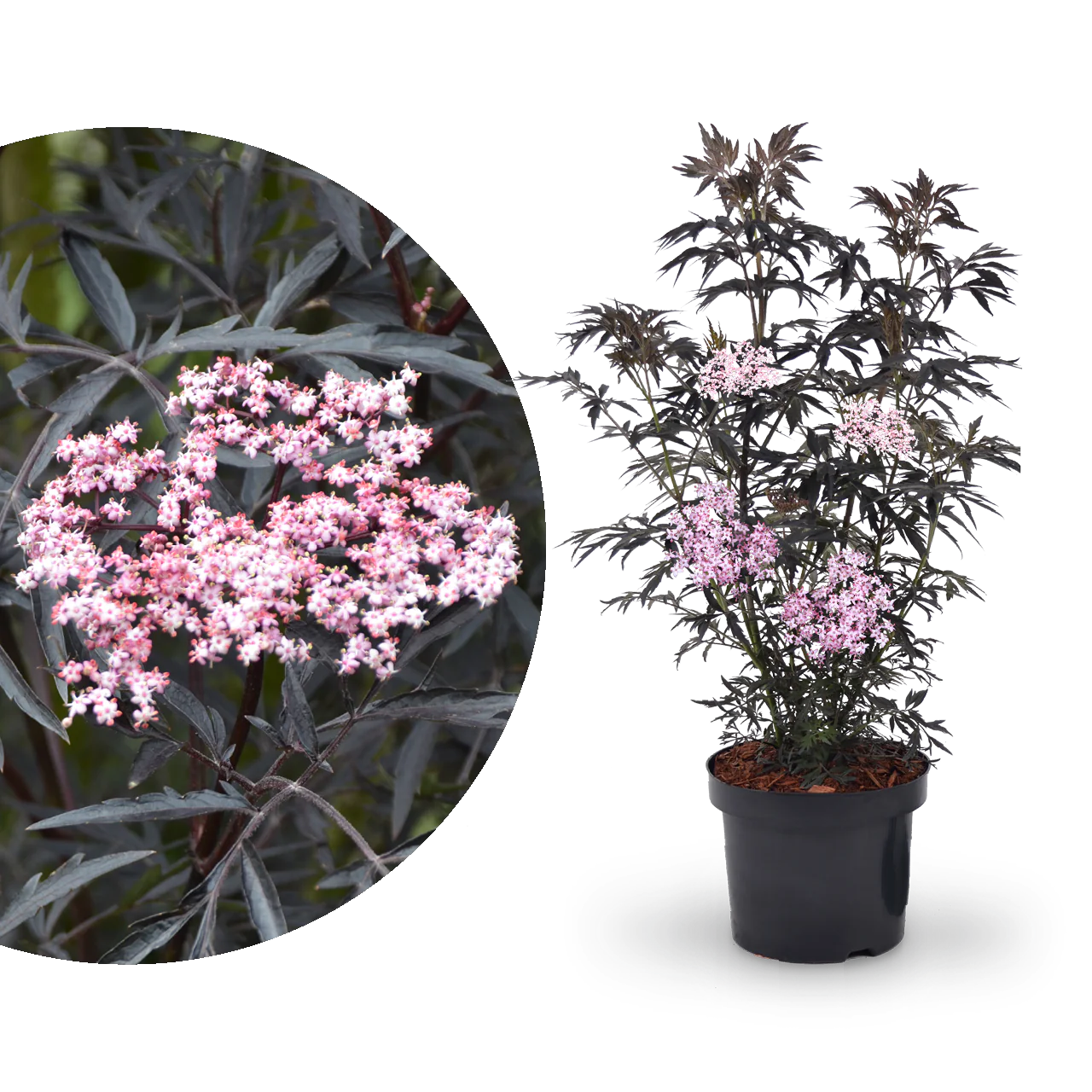 Schwarzer Holunder 'Black Lace'®