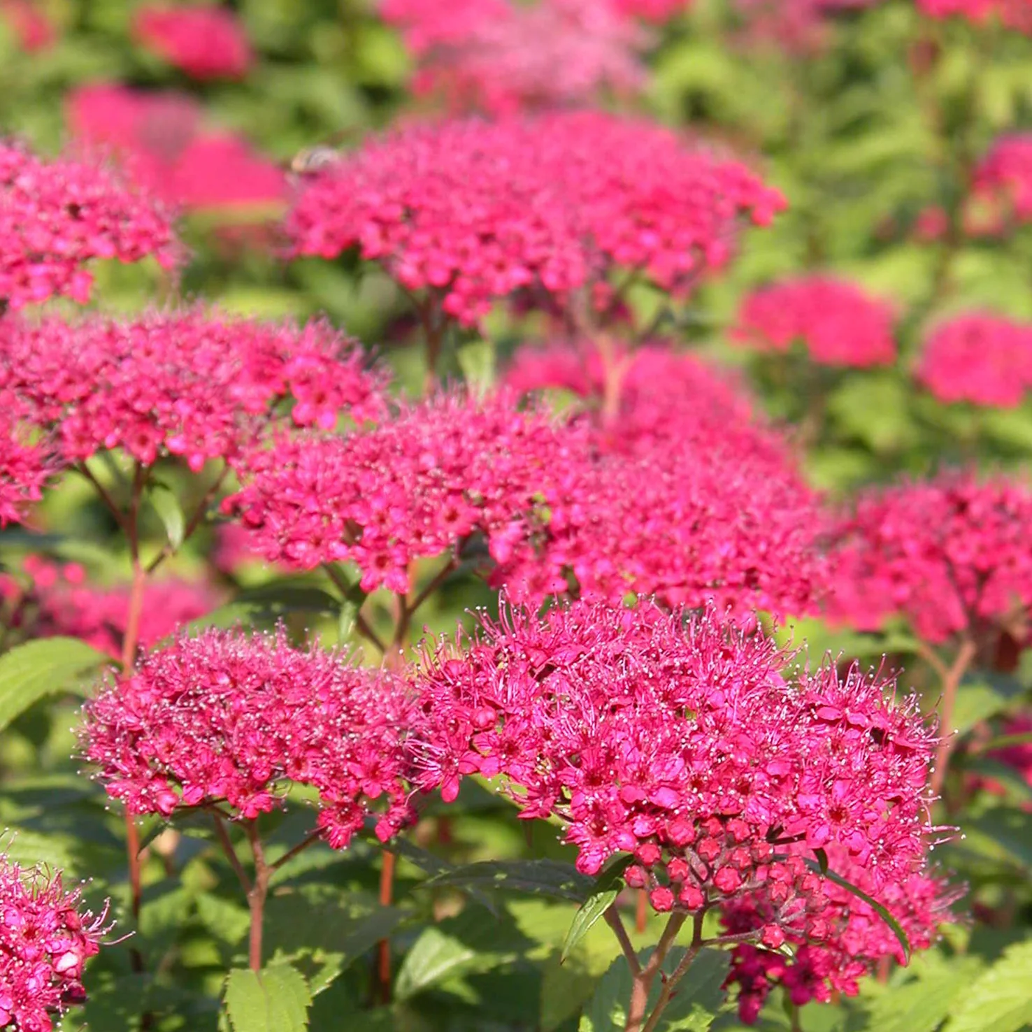 Rote Sommerspiere 'Anthony Waterer' (Mehrfach-Set)