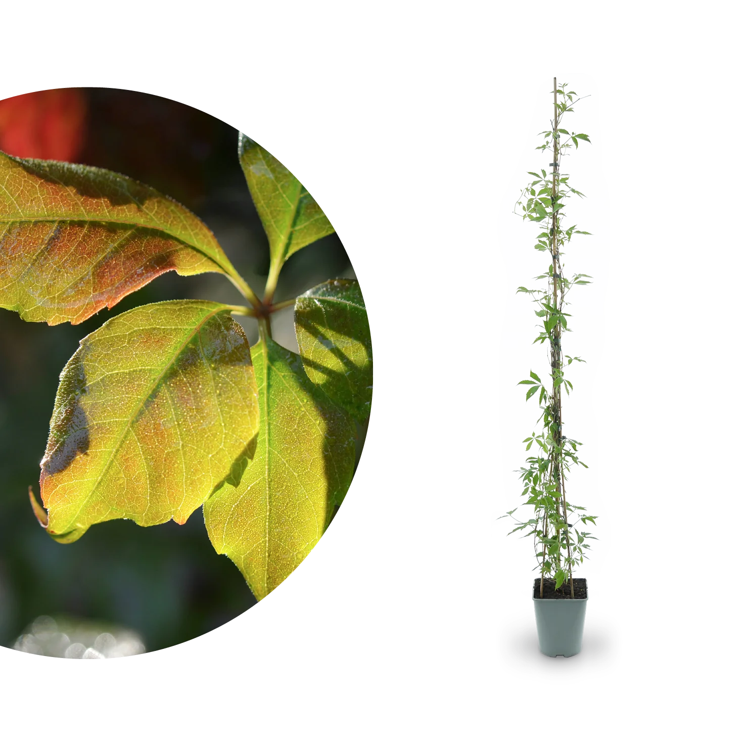 Mauerwein 'Engelmannii'