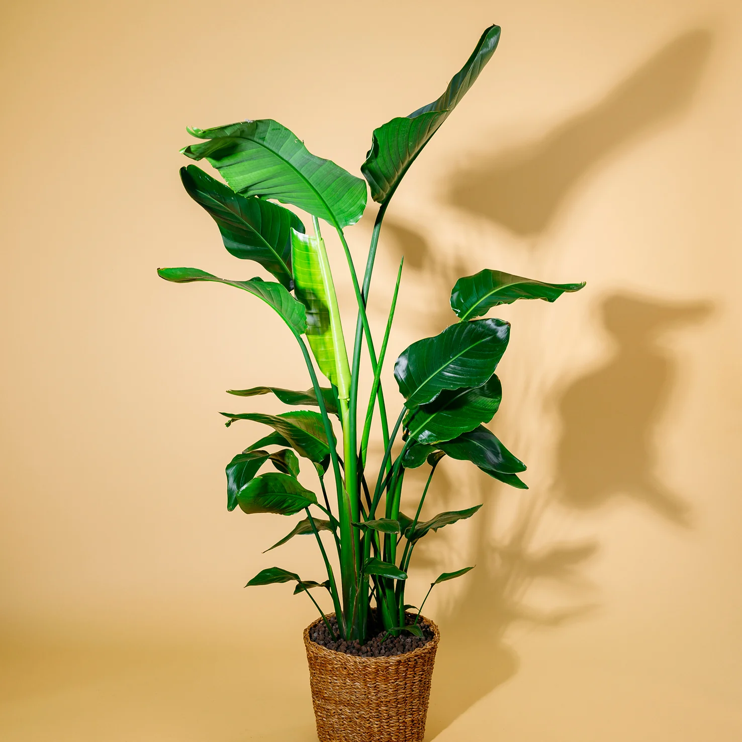 Baumstrelitzie XXL-Größe