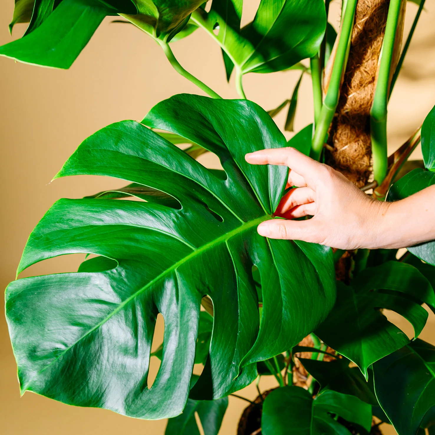 Fensterblatt XXL-Größe