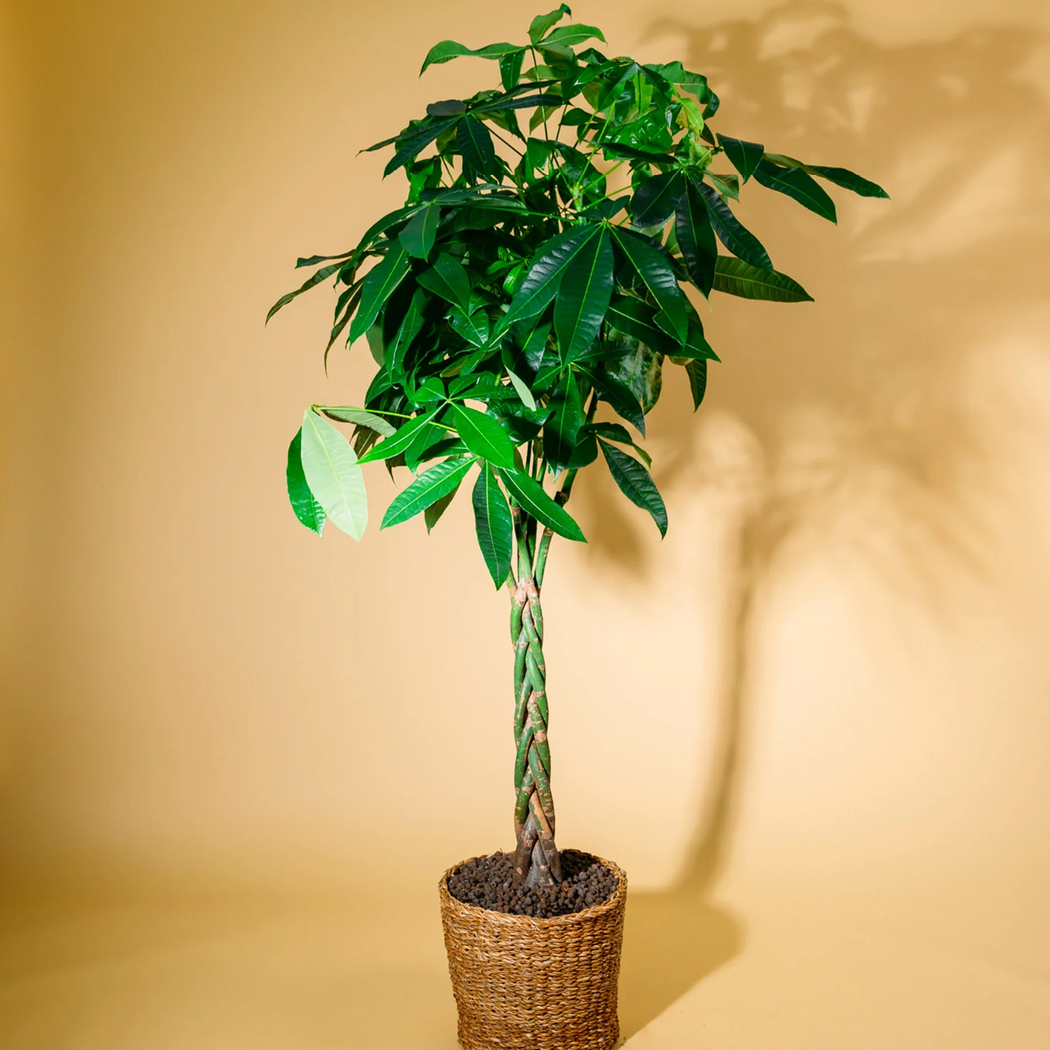 Glückskastanie XXL-Größe