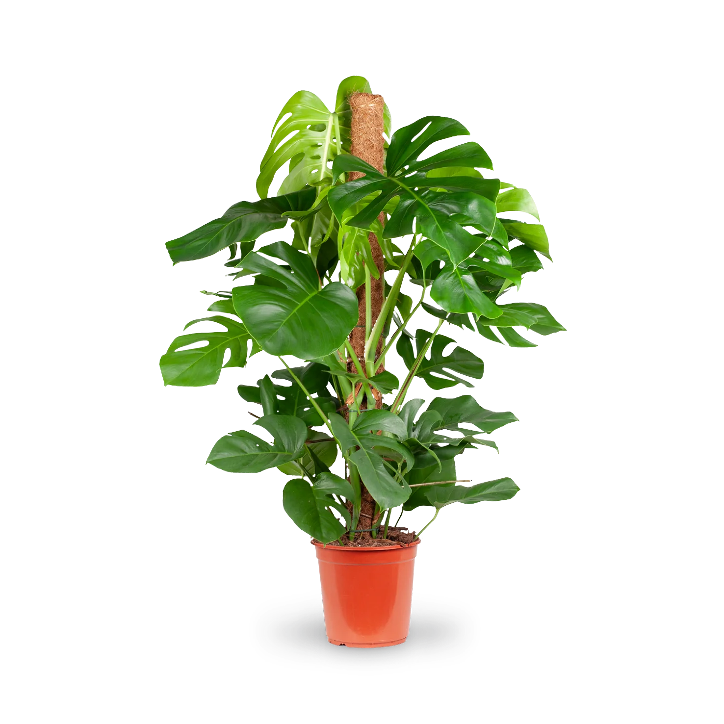 Fensterblatt XXL-Größe