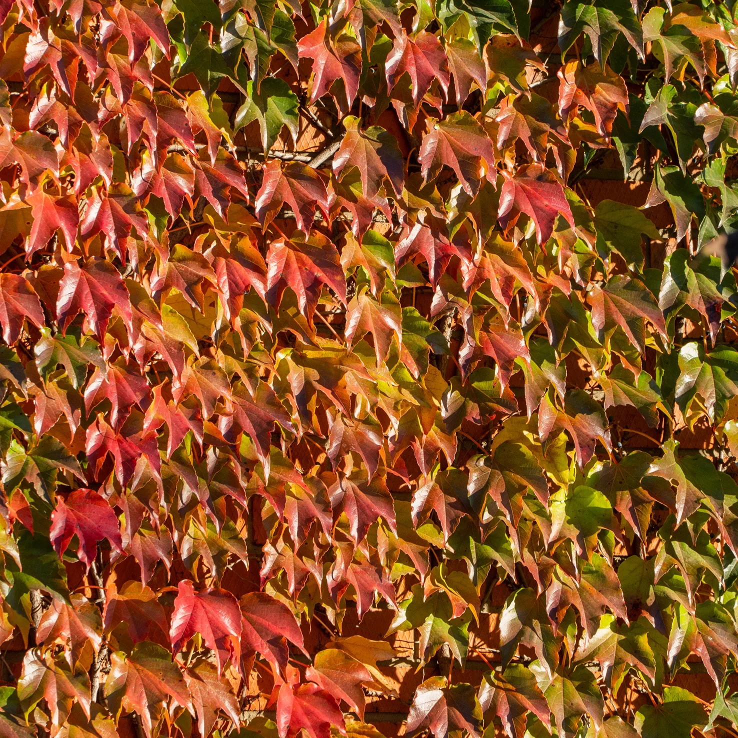 Wilder Wein 'Veitchii'