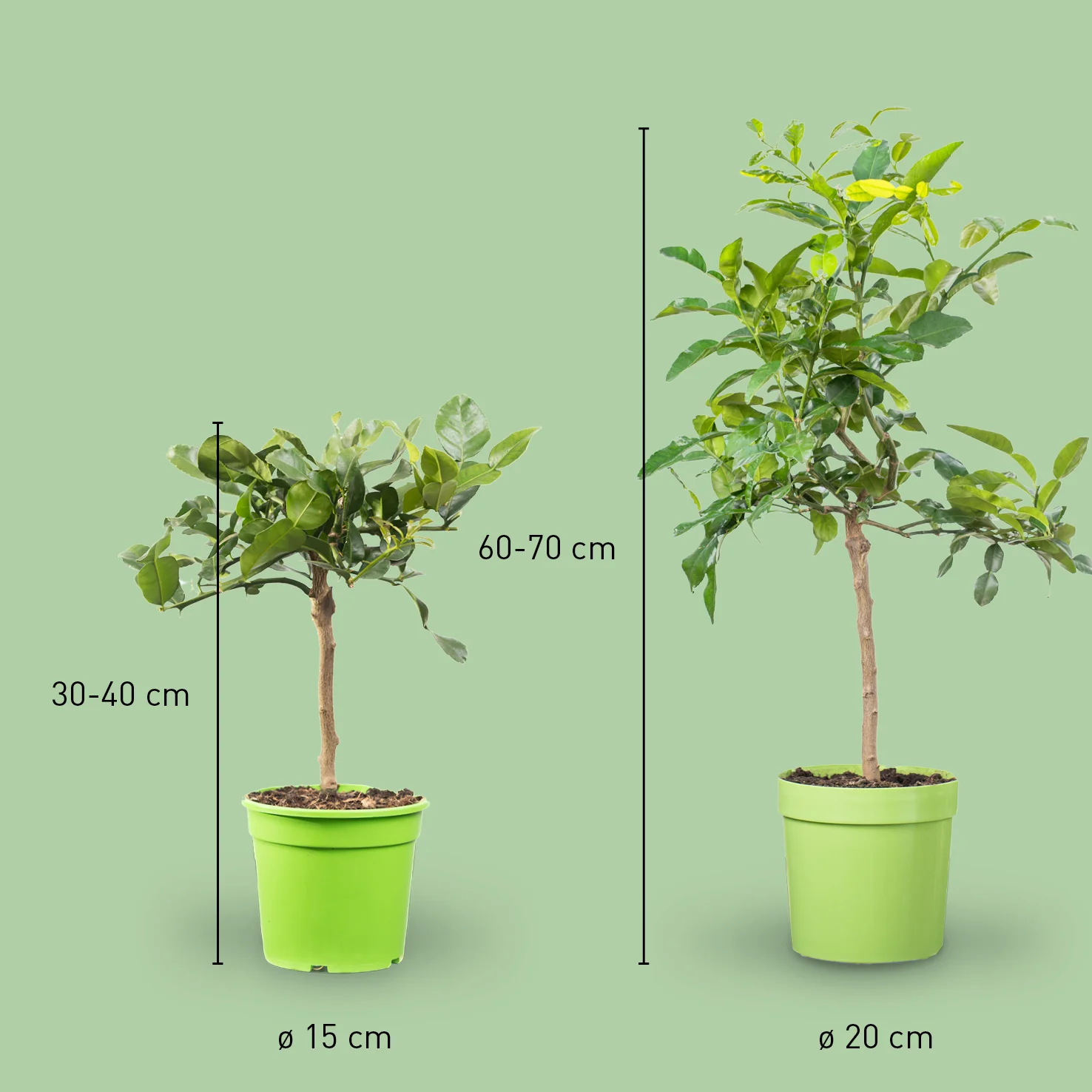 Kaffir-Limette LIME TIME®