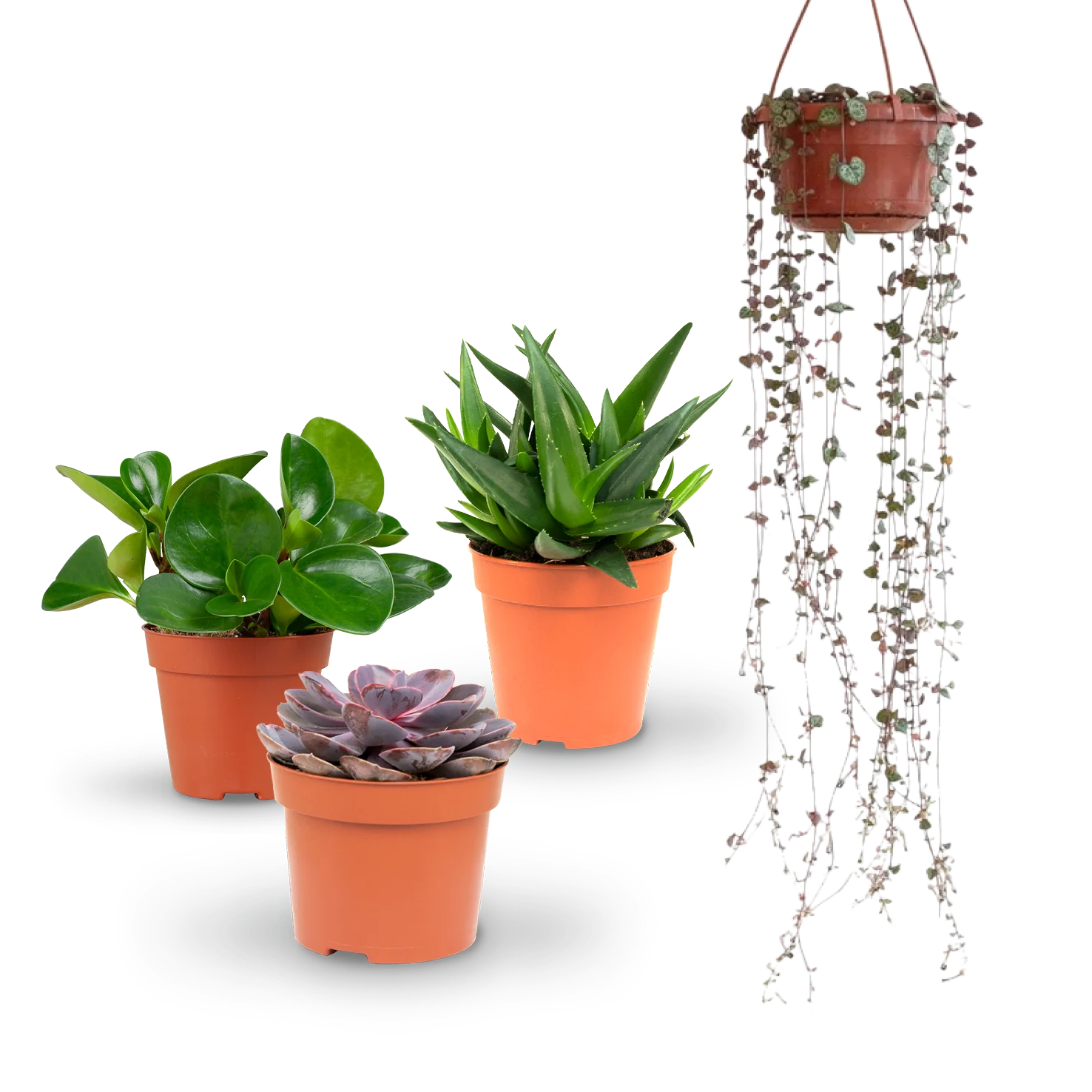 Katzenfreundliche Sukkulenten (4er Set)