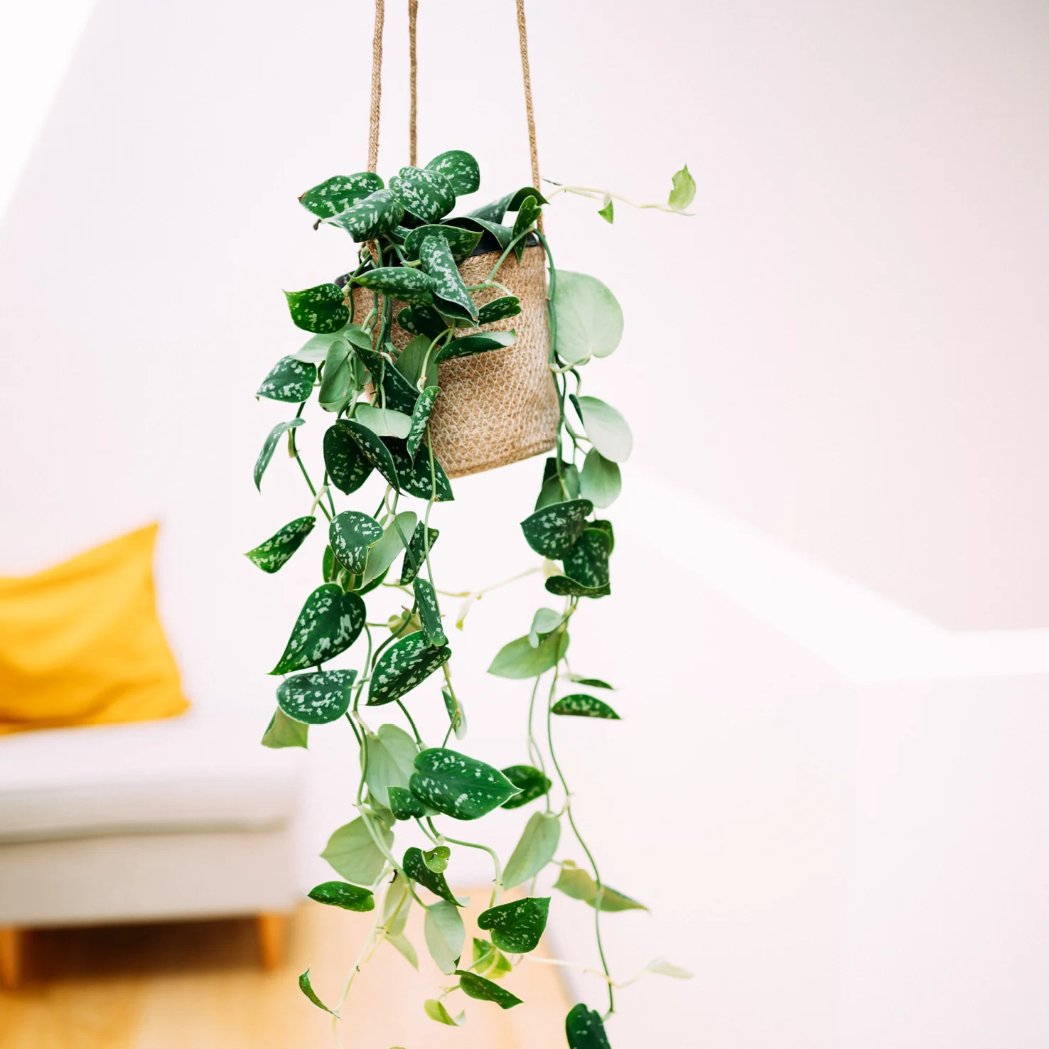 Gefleckte Efeutute ‘Argyraeus’