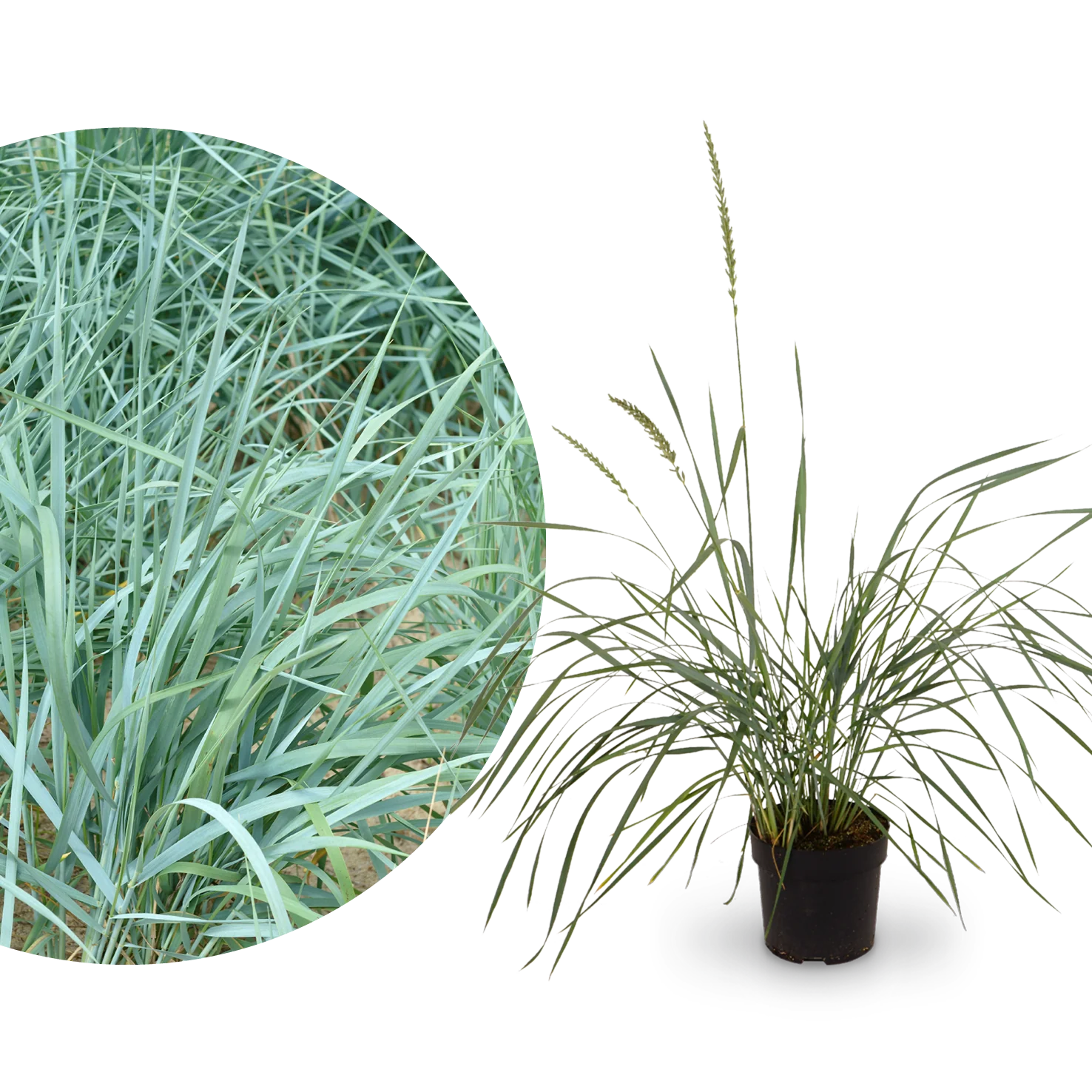 Blauer Strandroggen 'Blue Dune'