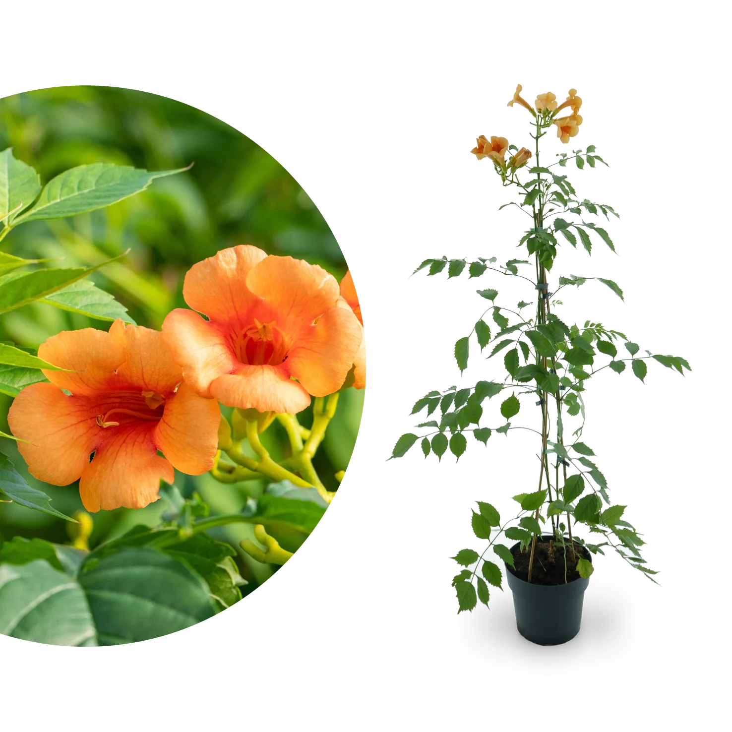 Klettertrompete 'Indian Summer'® Orange-Rot