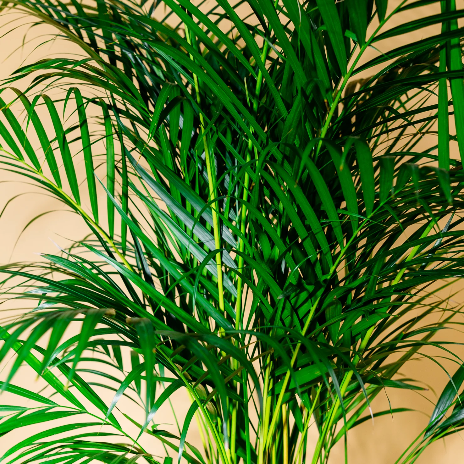 Goldfruchtpalme XXL-Größe