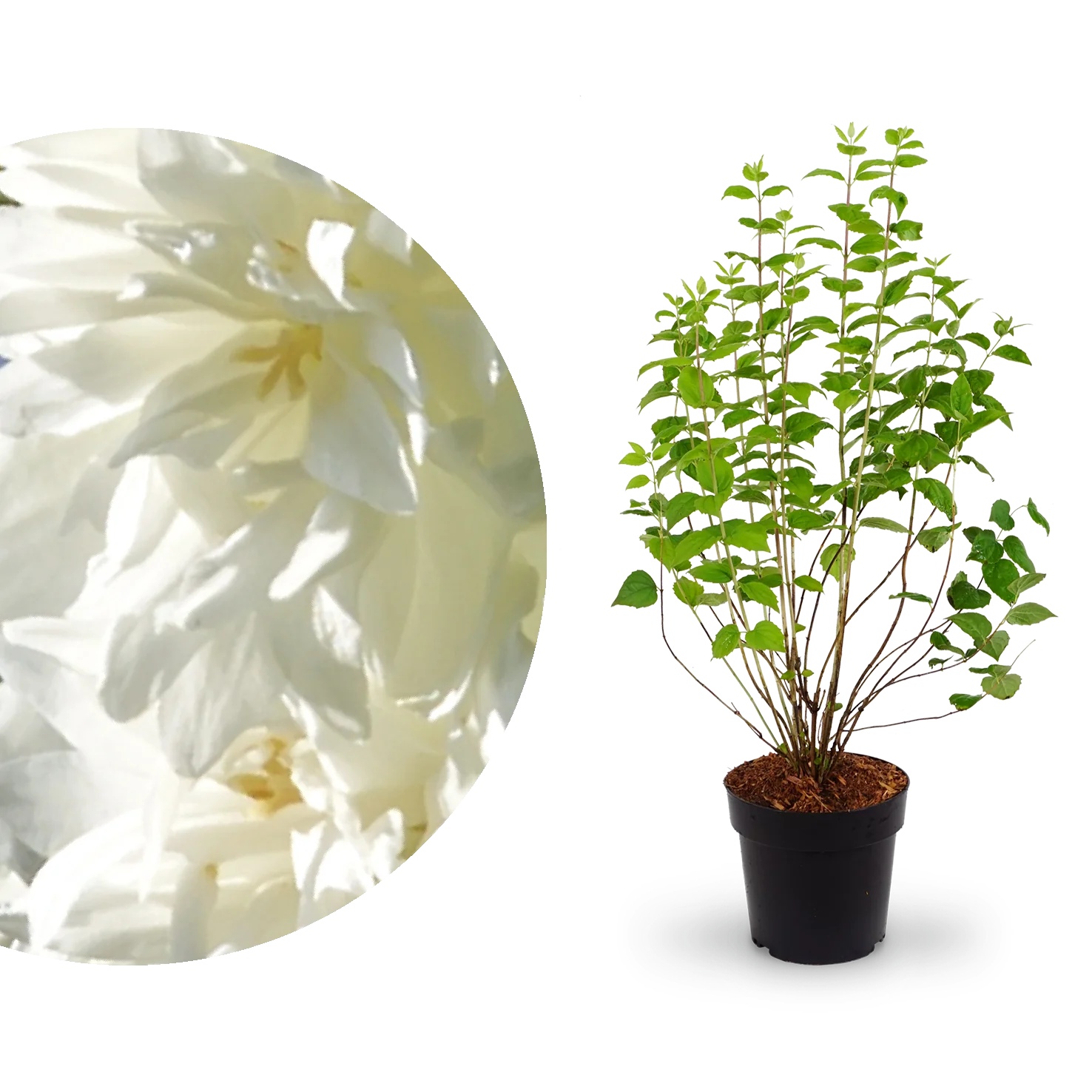 Gartenjasmin 'Minnesota Snowflake' Schneeweiß