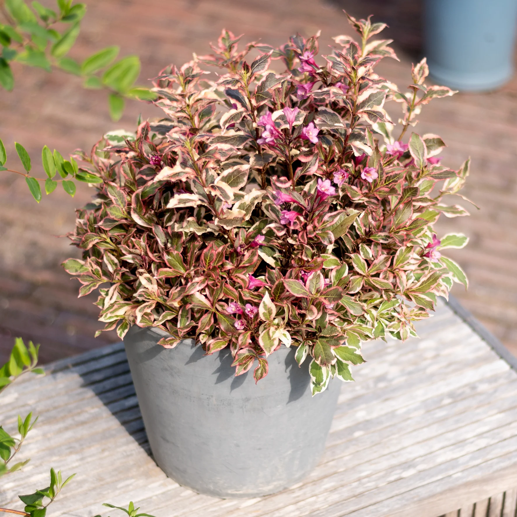 Zwerg-Weigelie 'Monet'® Rosarot